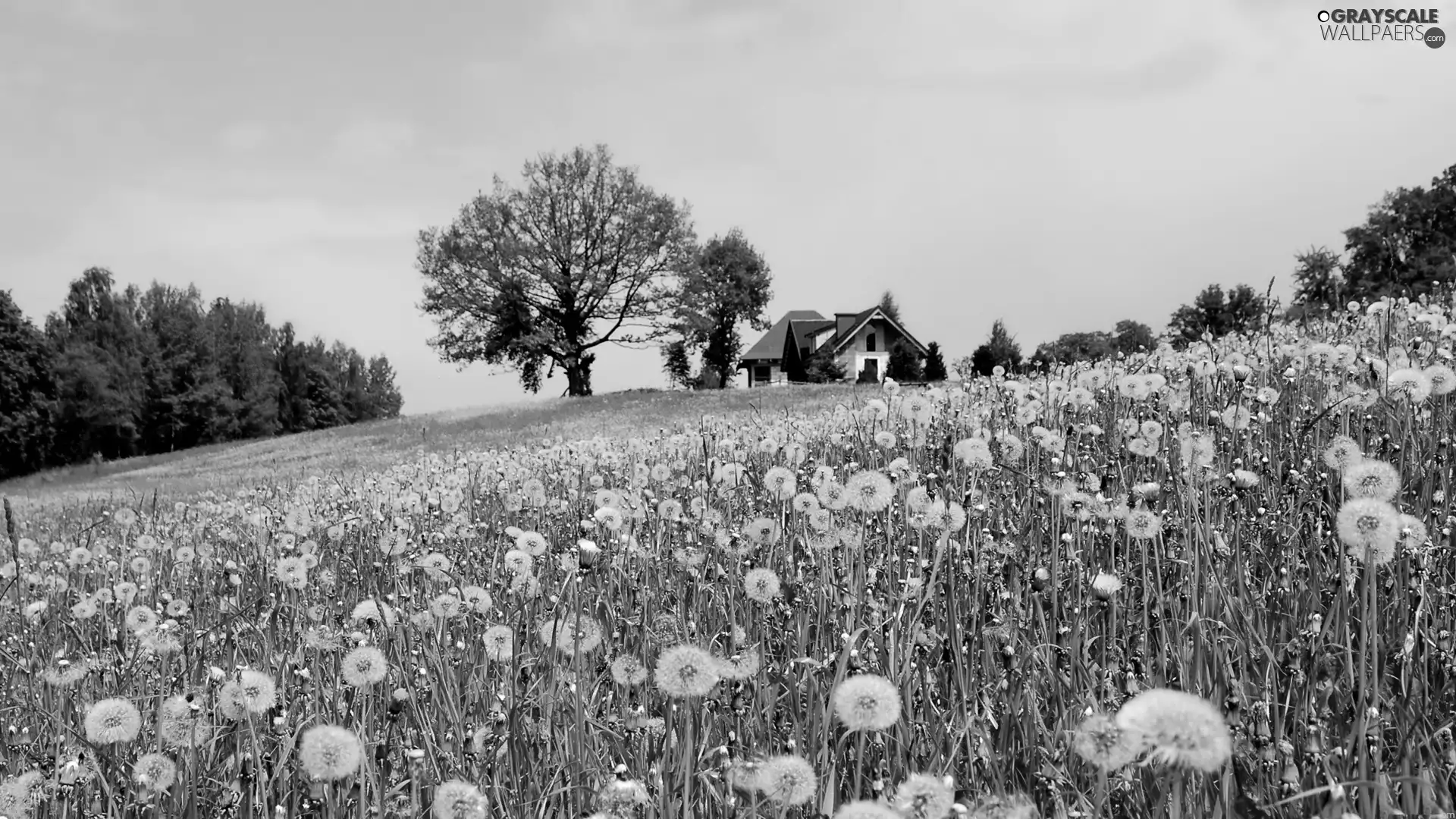 viewes, Home, dandelions, trees, Meadow
