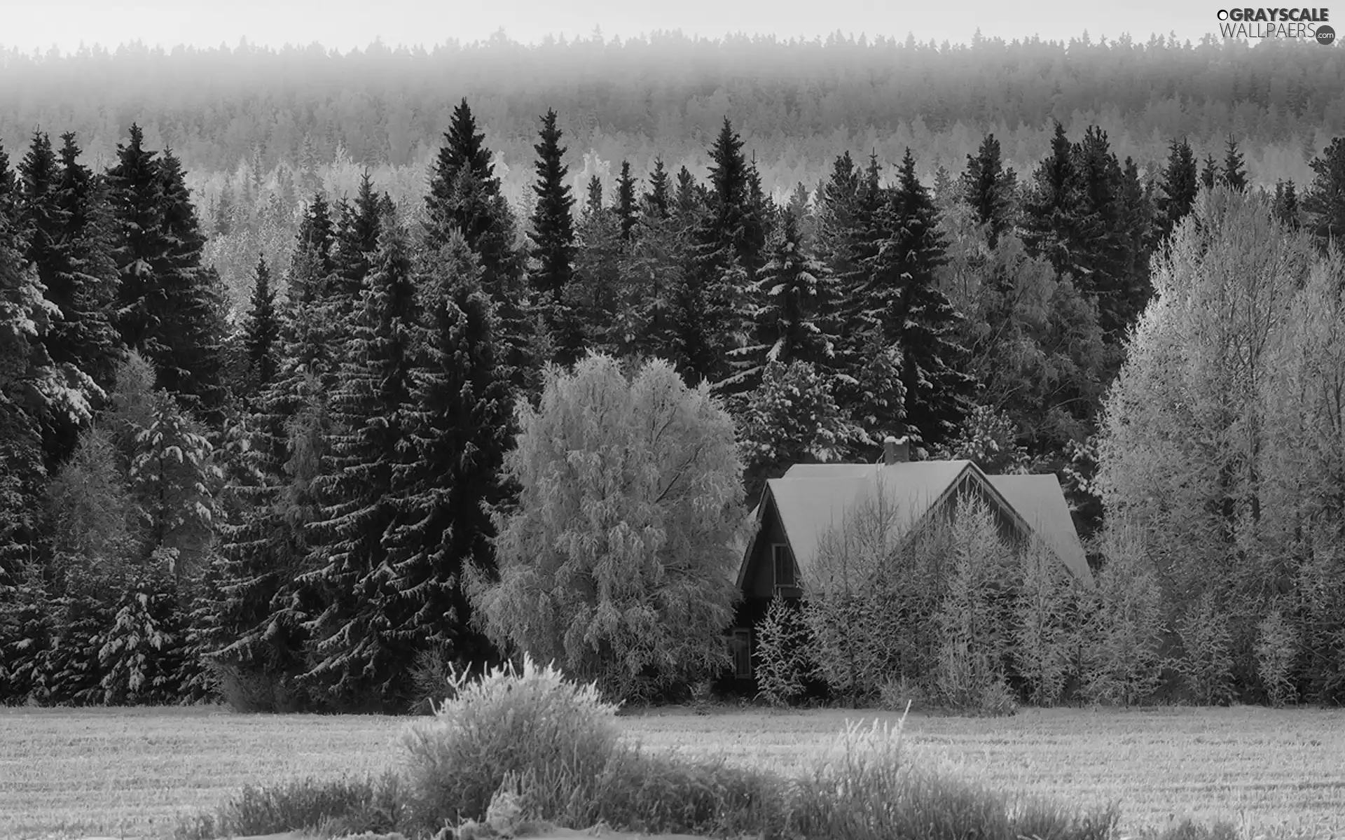 Home, trees, viewes, Snowy