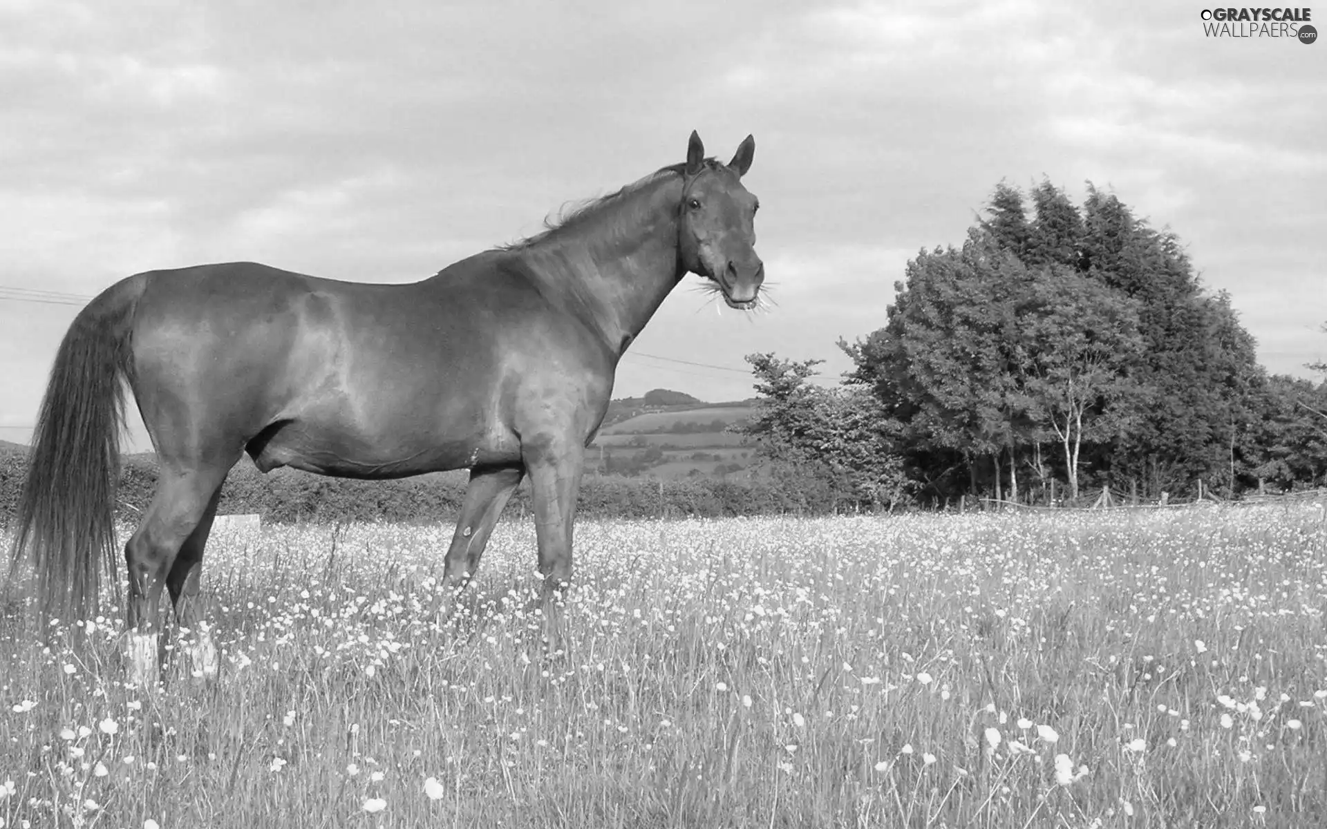 Horse, trees, viewes, Meadow