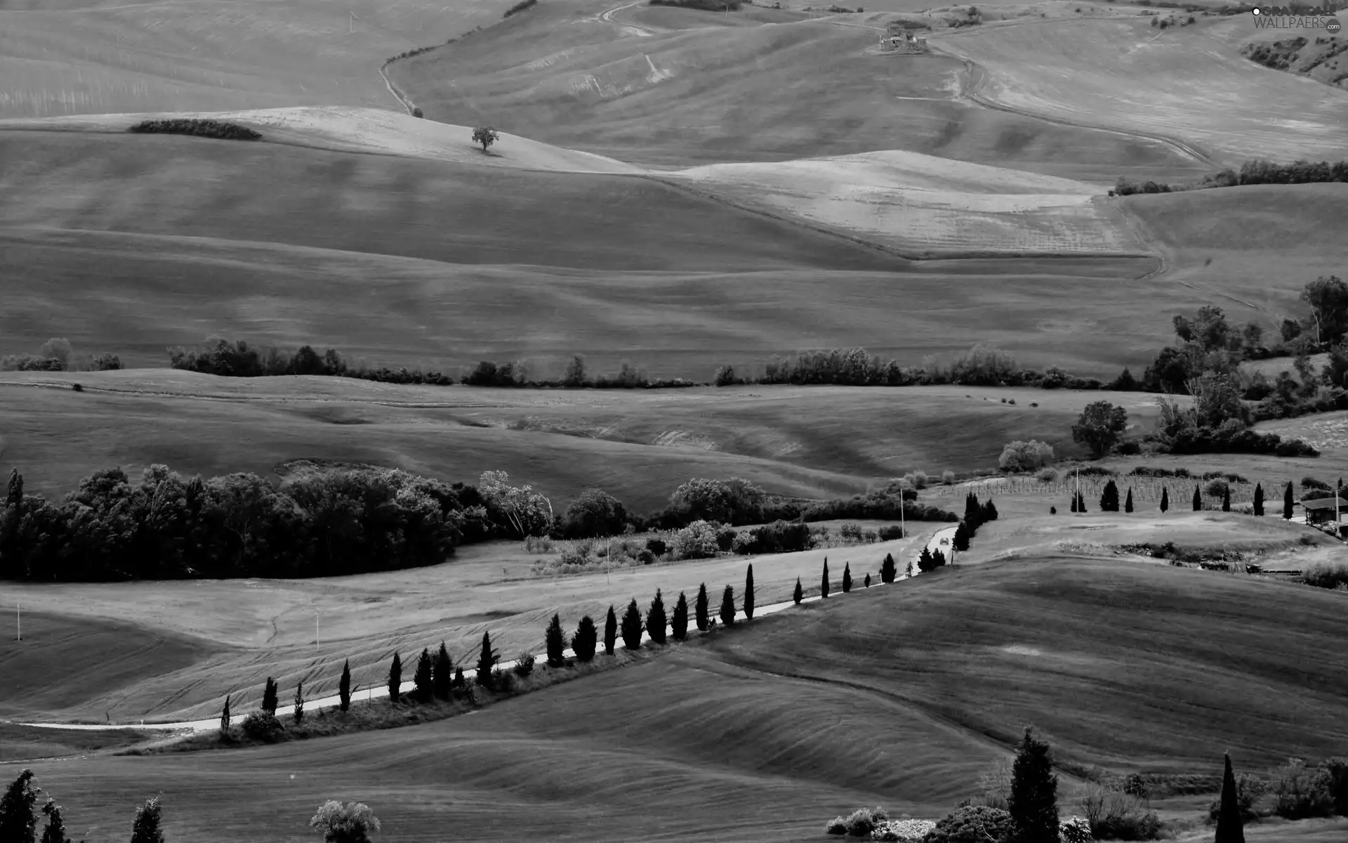 trees, Mountains, Tuscany, Way, medows, viewes, Italy