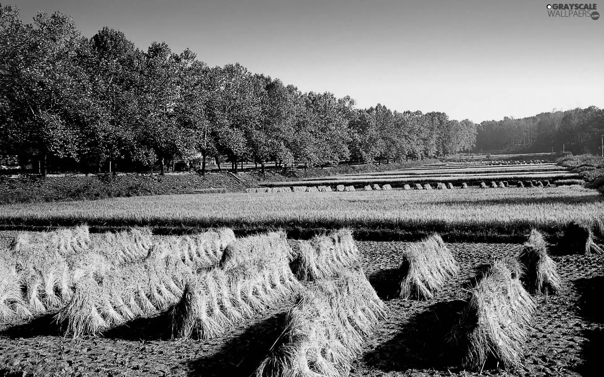 viewes, Korea, cereals, trees, cultivation