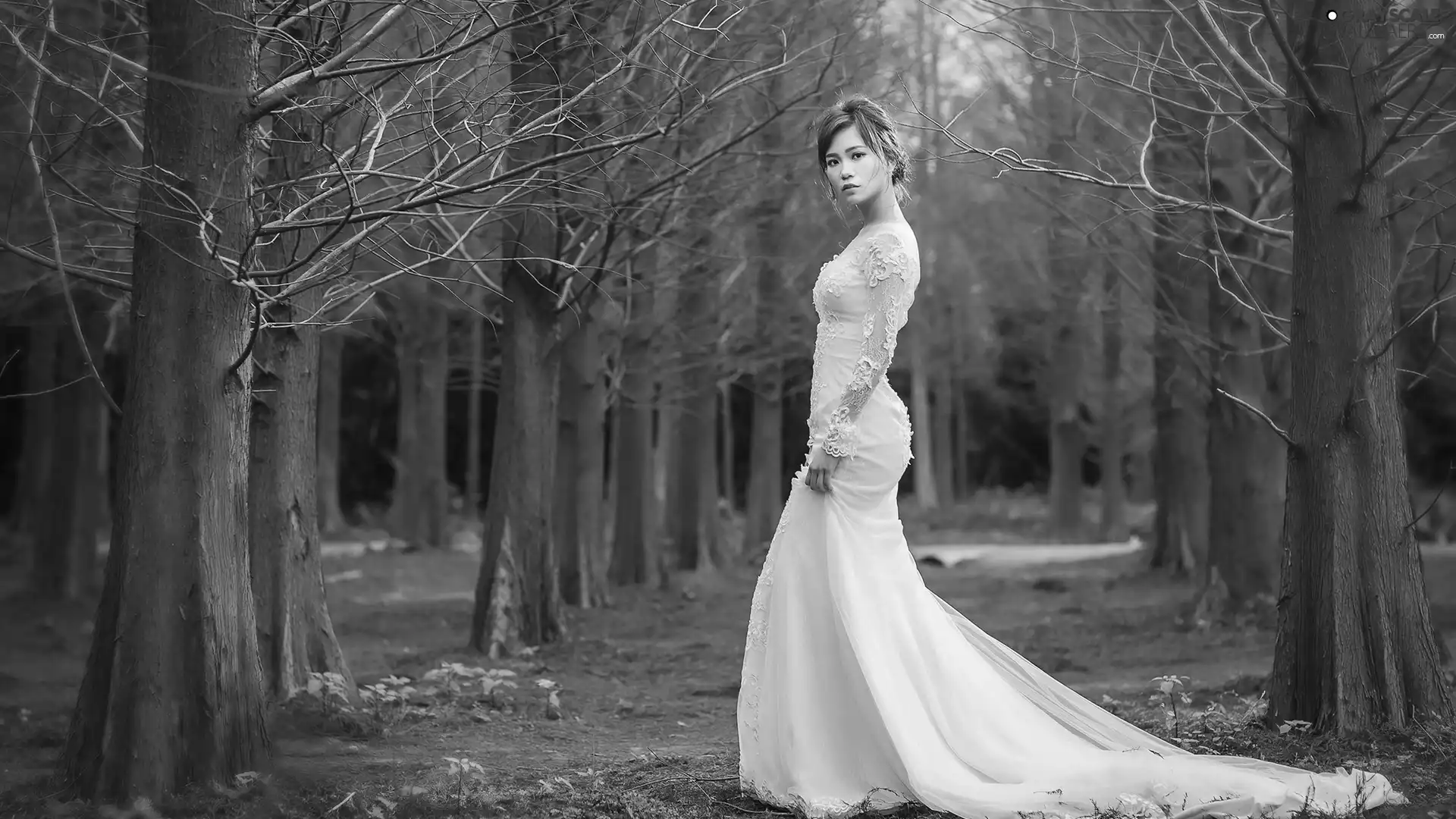 wedding, young lady, trees, Dress, Women, forest, viewes