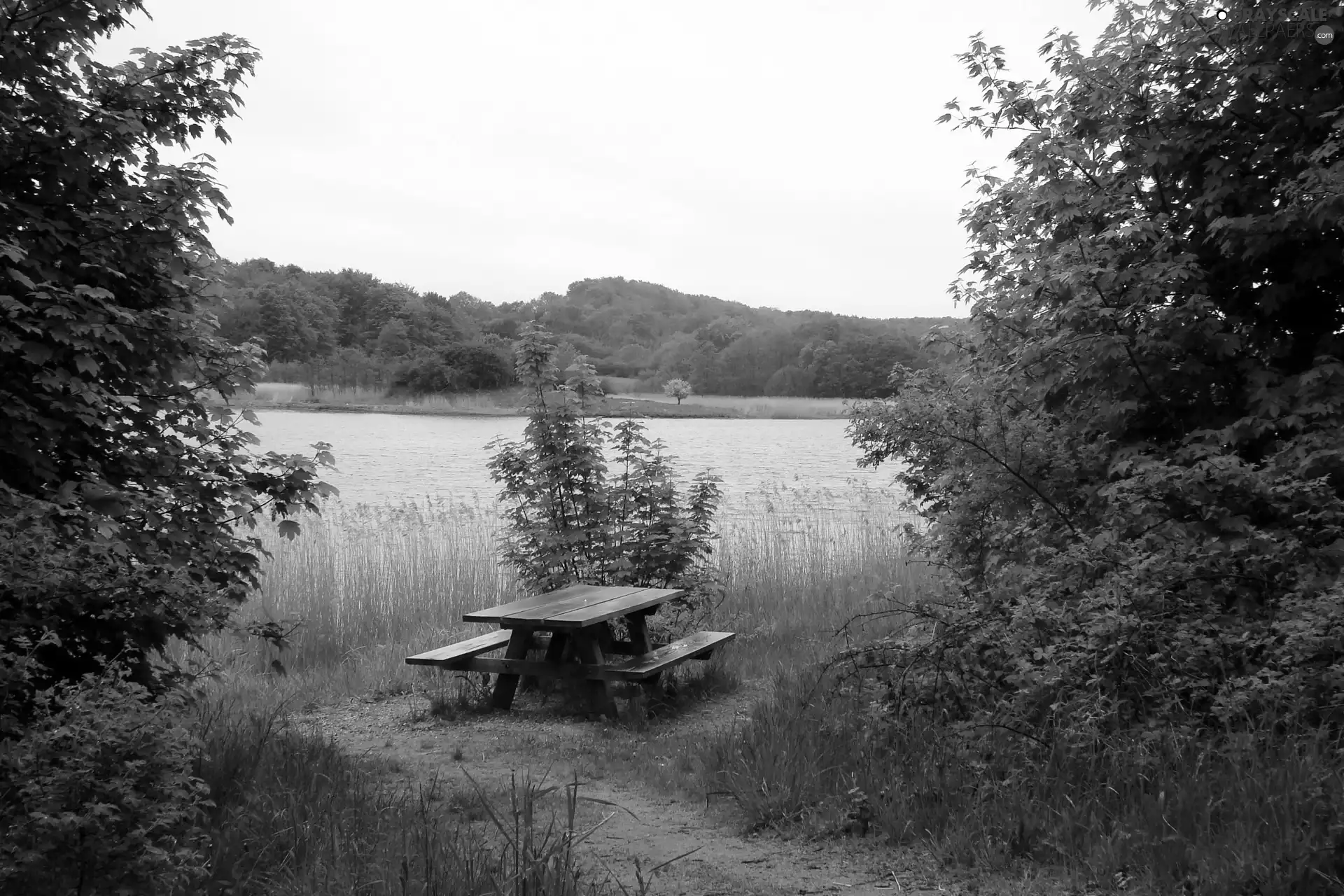 lake, trees, viewes, Bench