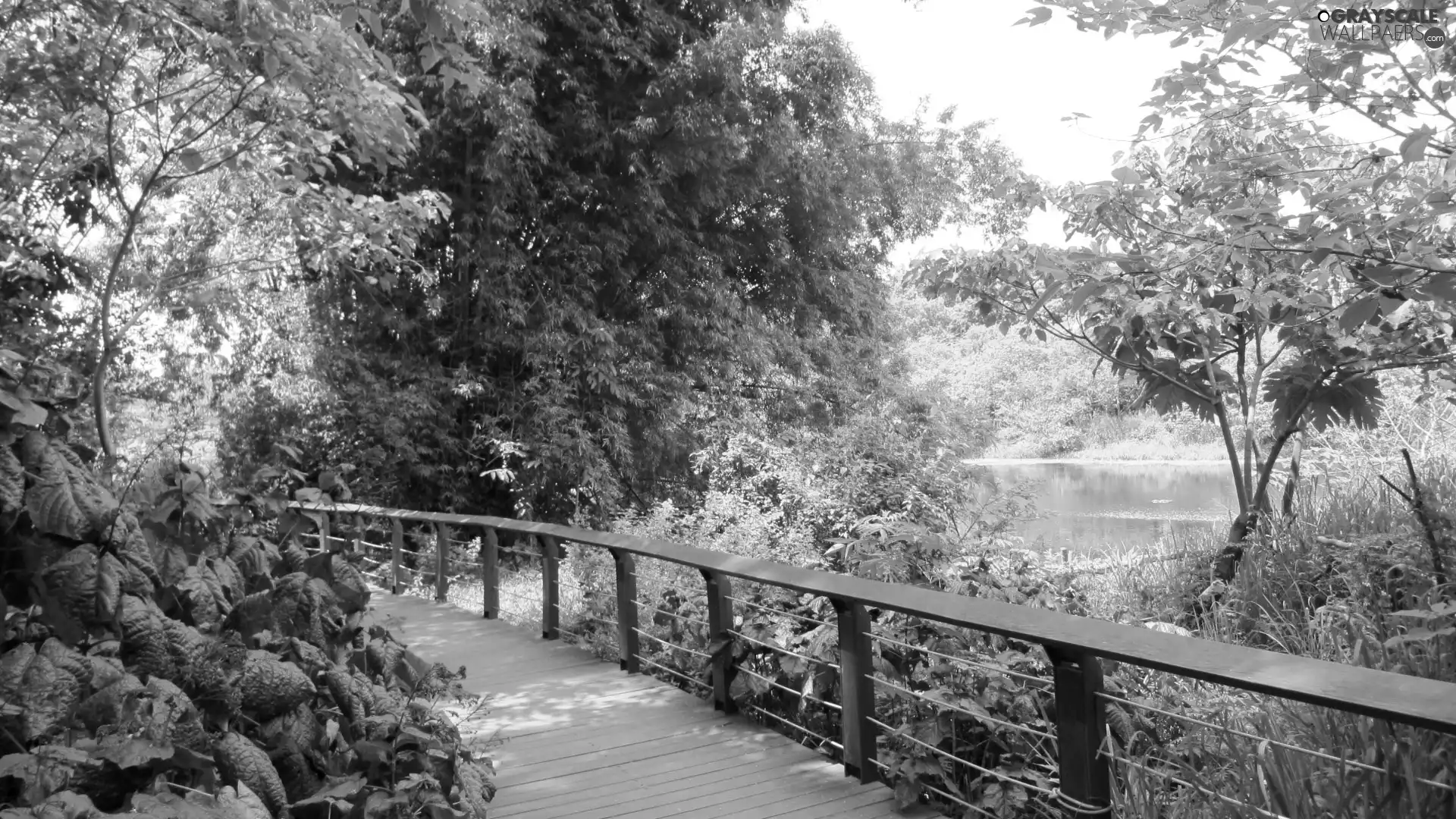 lake, trees, viewes, bridges