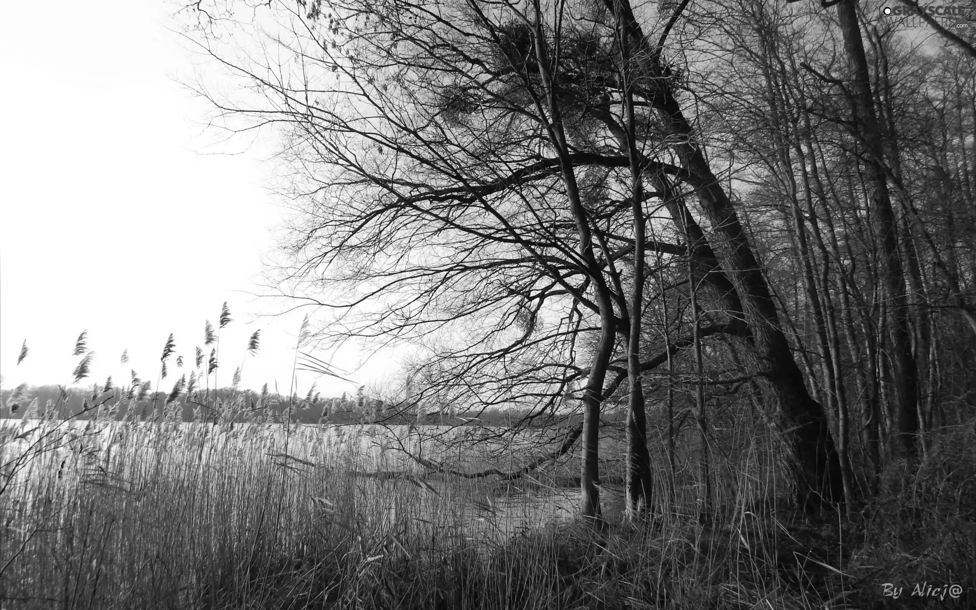 lake, trees, viewes, cane