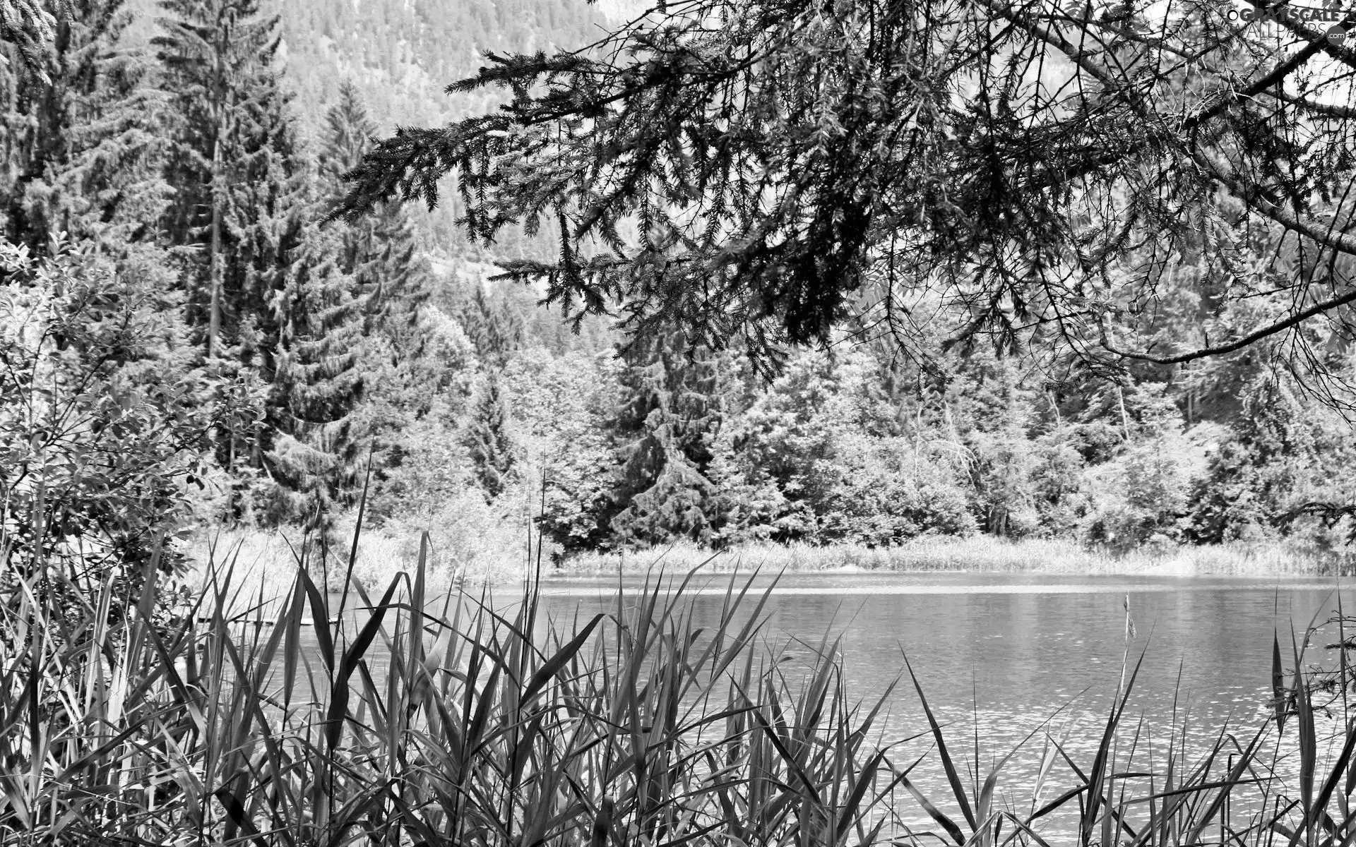 lake, trees, viewes, cane