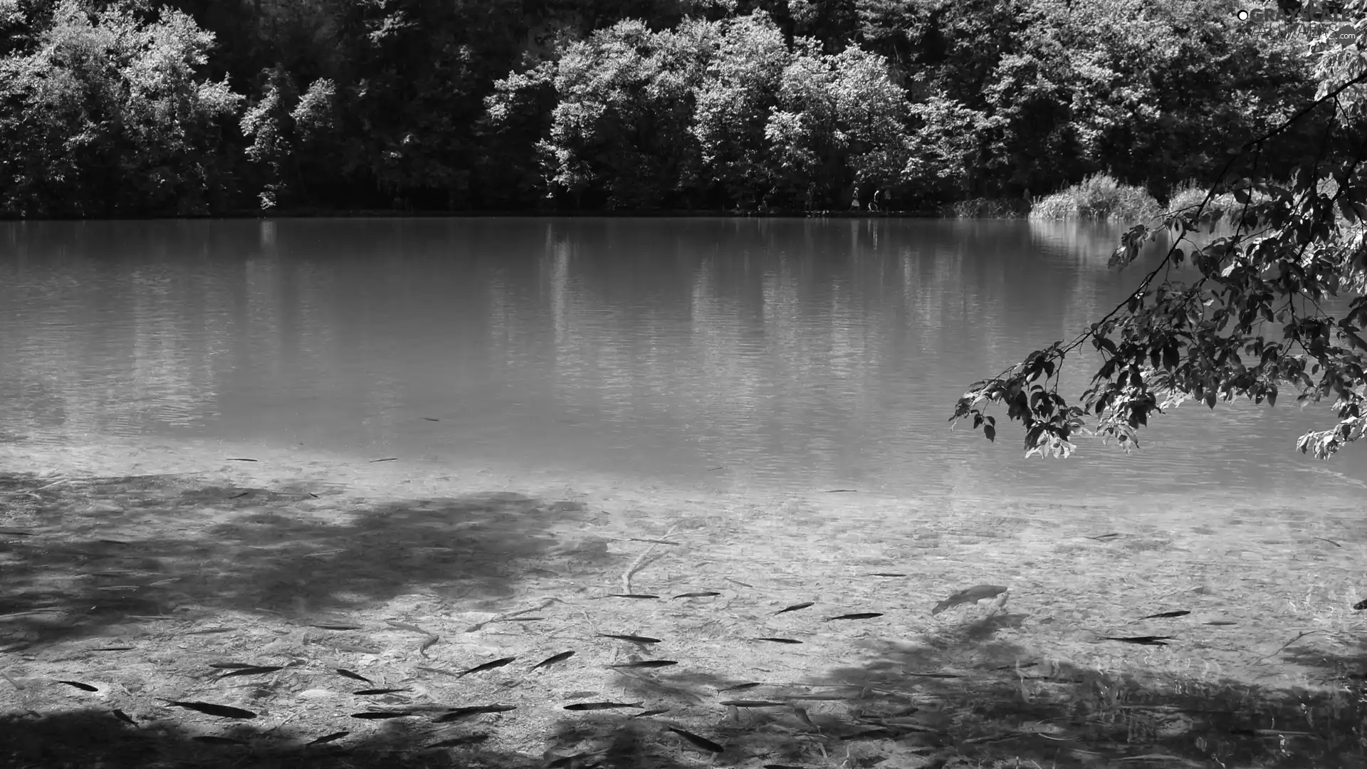 lake, trees, viewes, fish