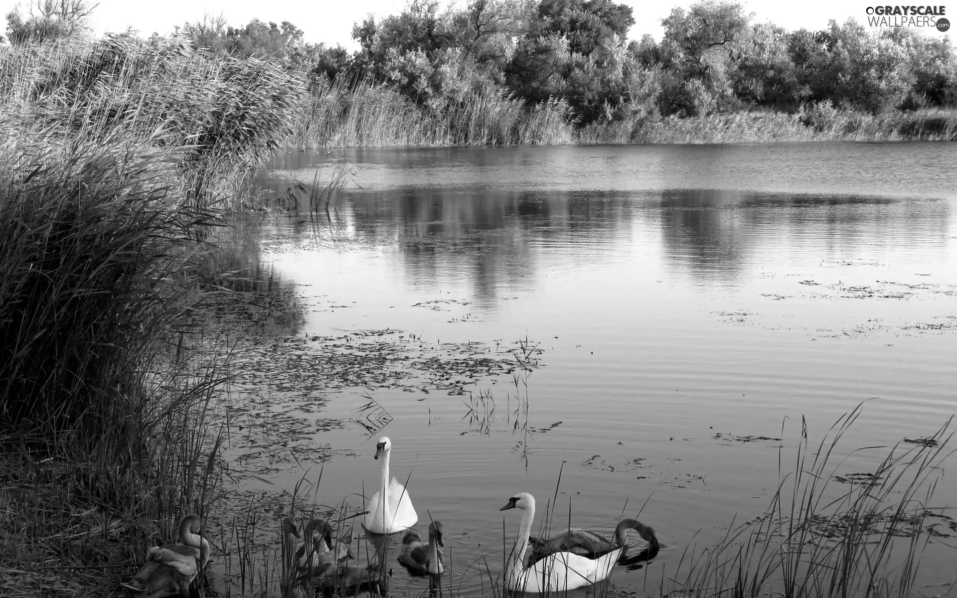lake, trees, viewes, Swan