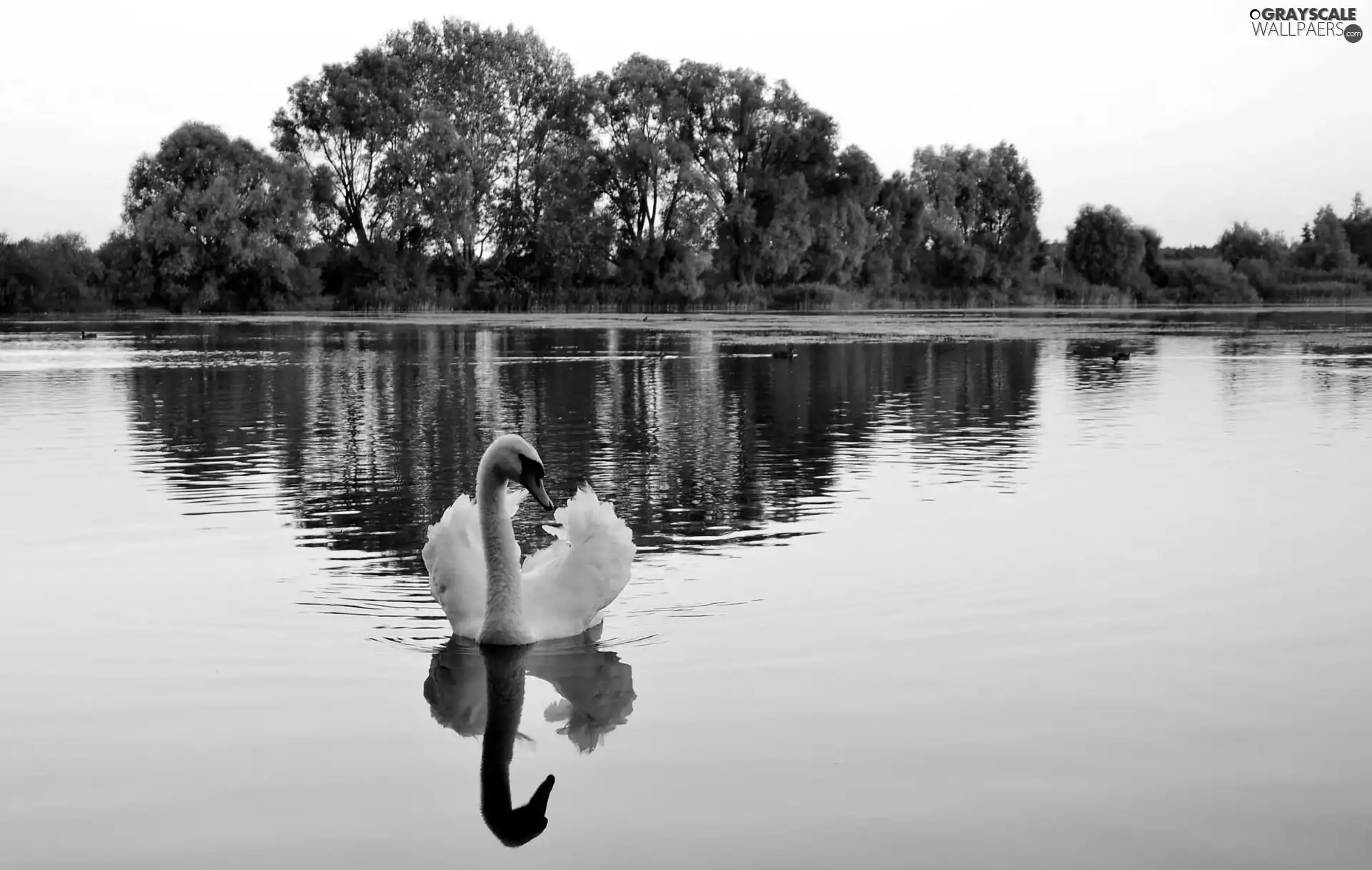 lake, trees, viewes, Swans