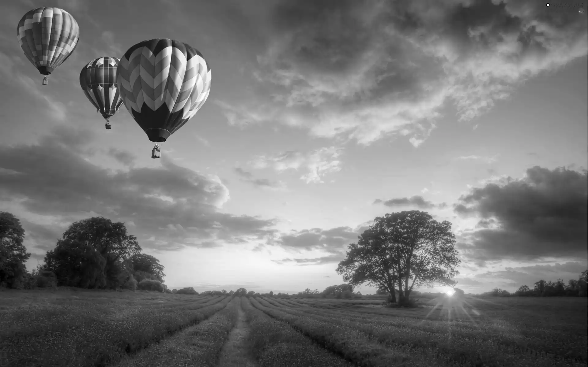 trees, west, Flowers, sun, Balloons, viewes, lavender