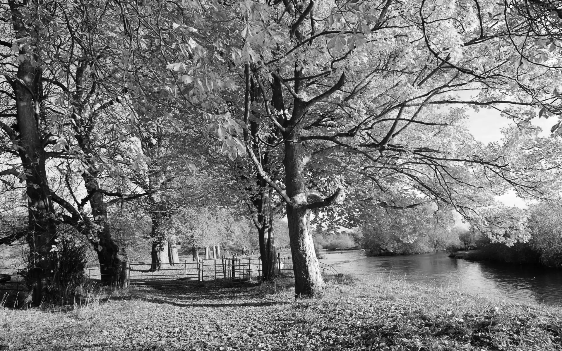 viewes, Leaf, brook, trees, autumn