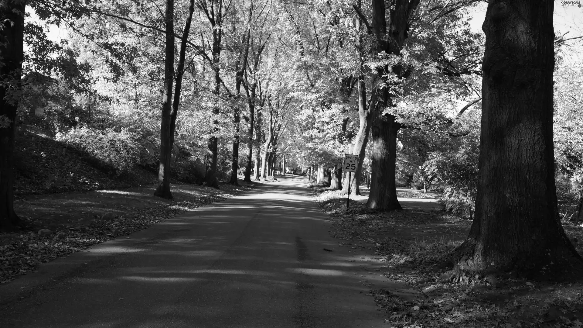 viewes, Leaf, Way, trees, autumn