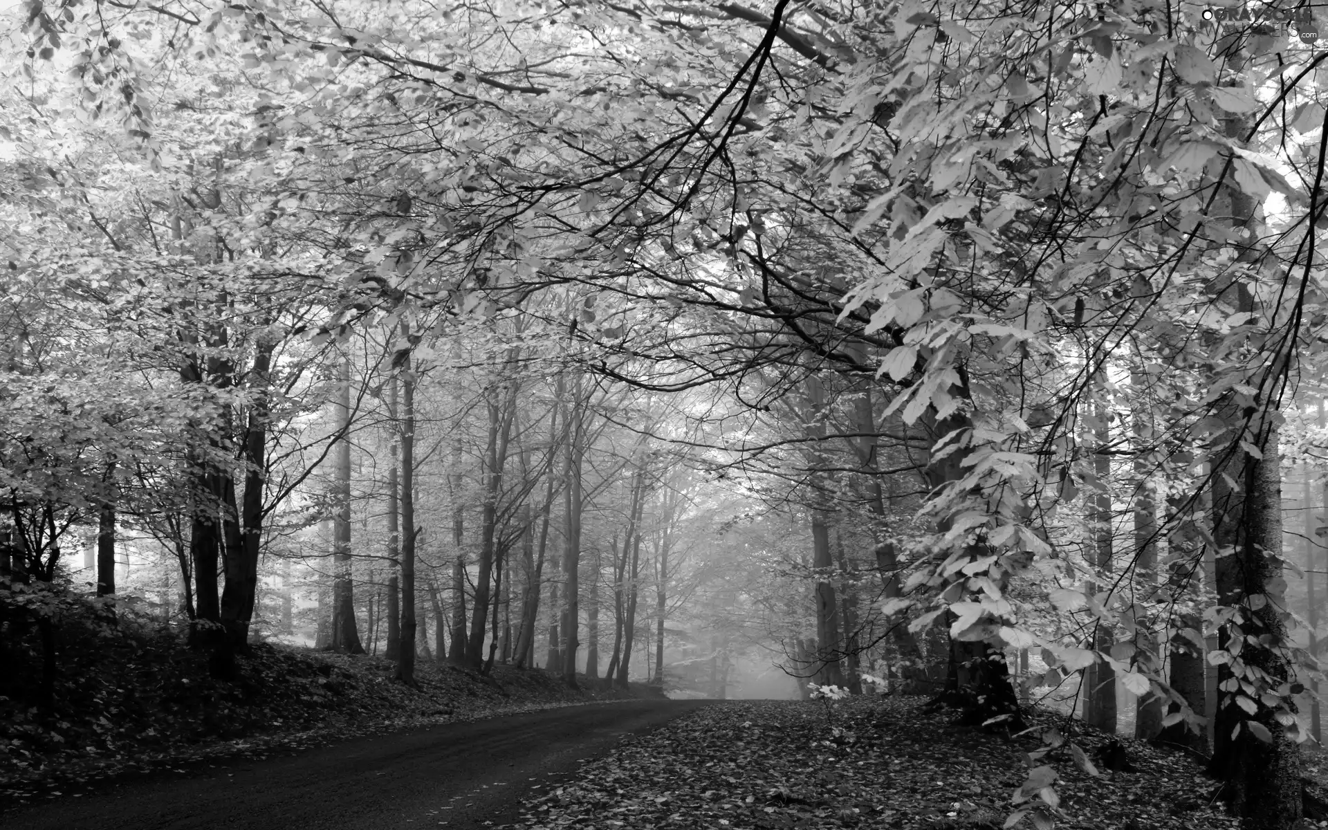 viewes, Leaf, Way, trees, autumn