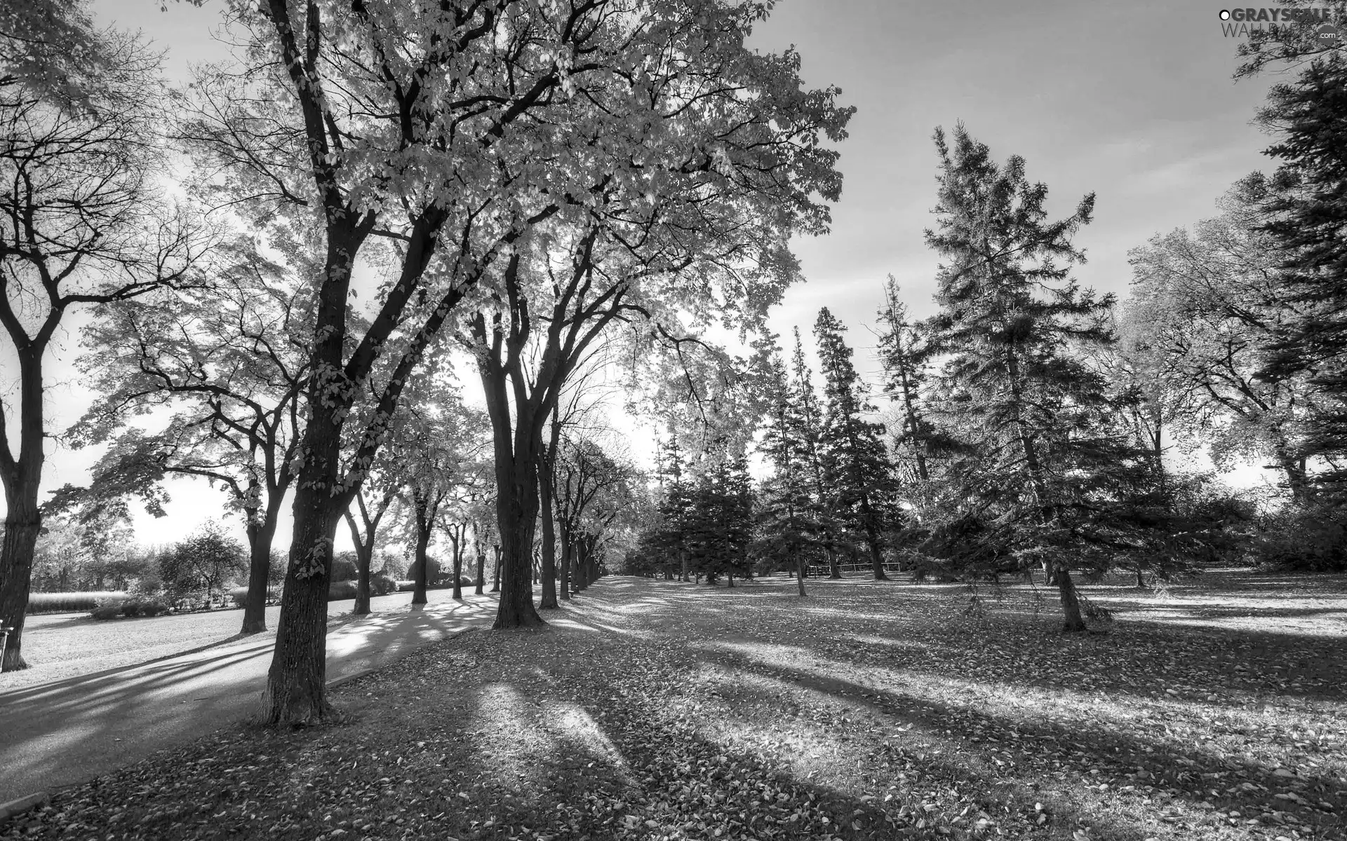 sun, trees, Leaf, luminosity, Przebijające, Way, viewes, autumn, flash, ligh