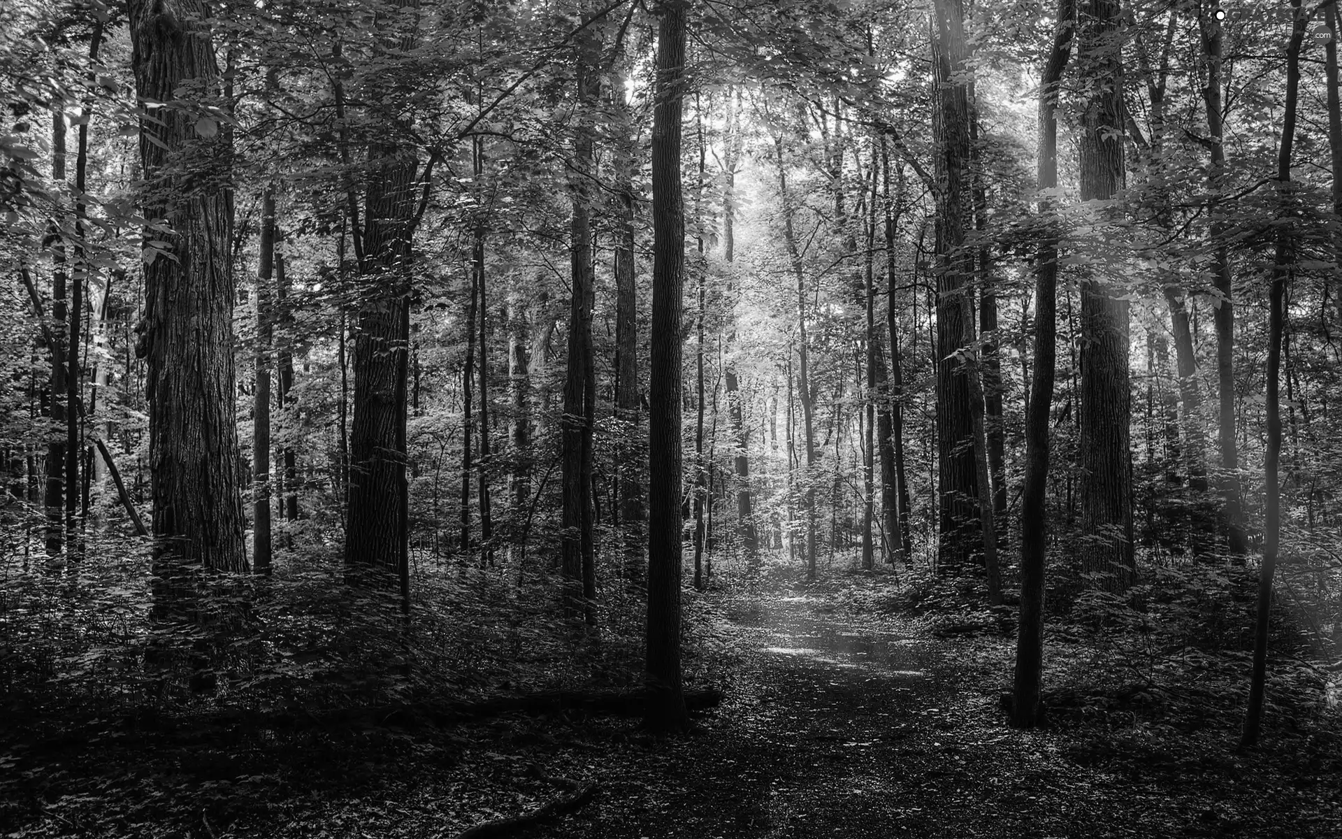 viewes, Leaf, forest, trees, Red