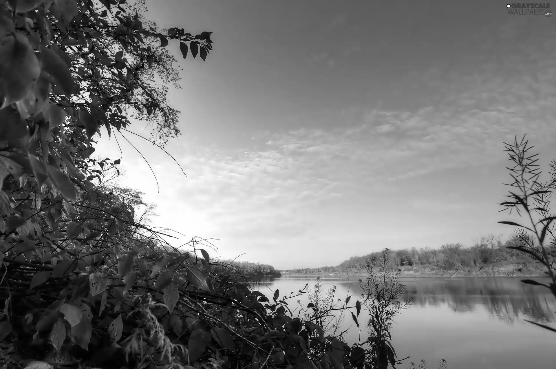 viewes, Leaf, Sky, trees, River