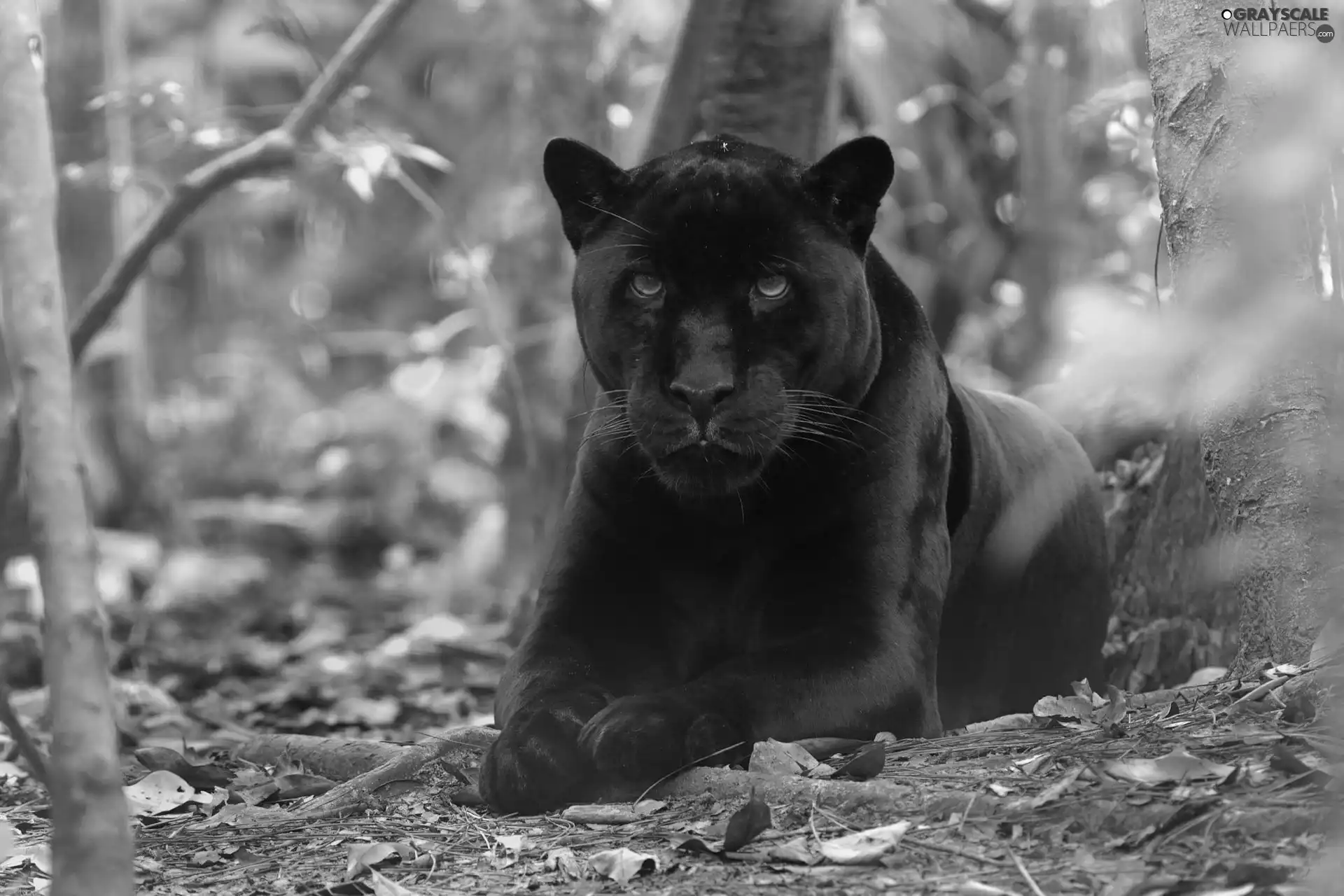 forest, black, viewes, Leaf, trees, Panther