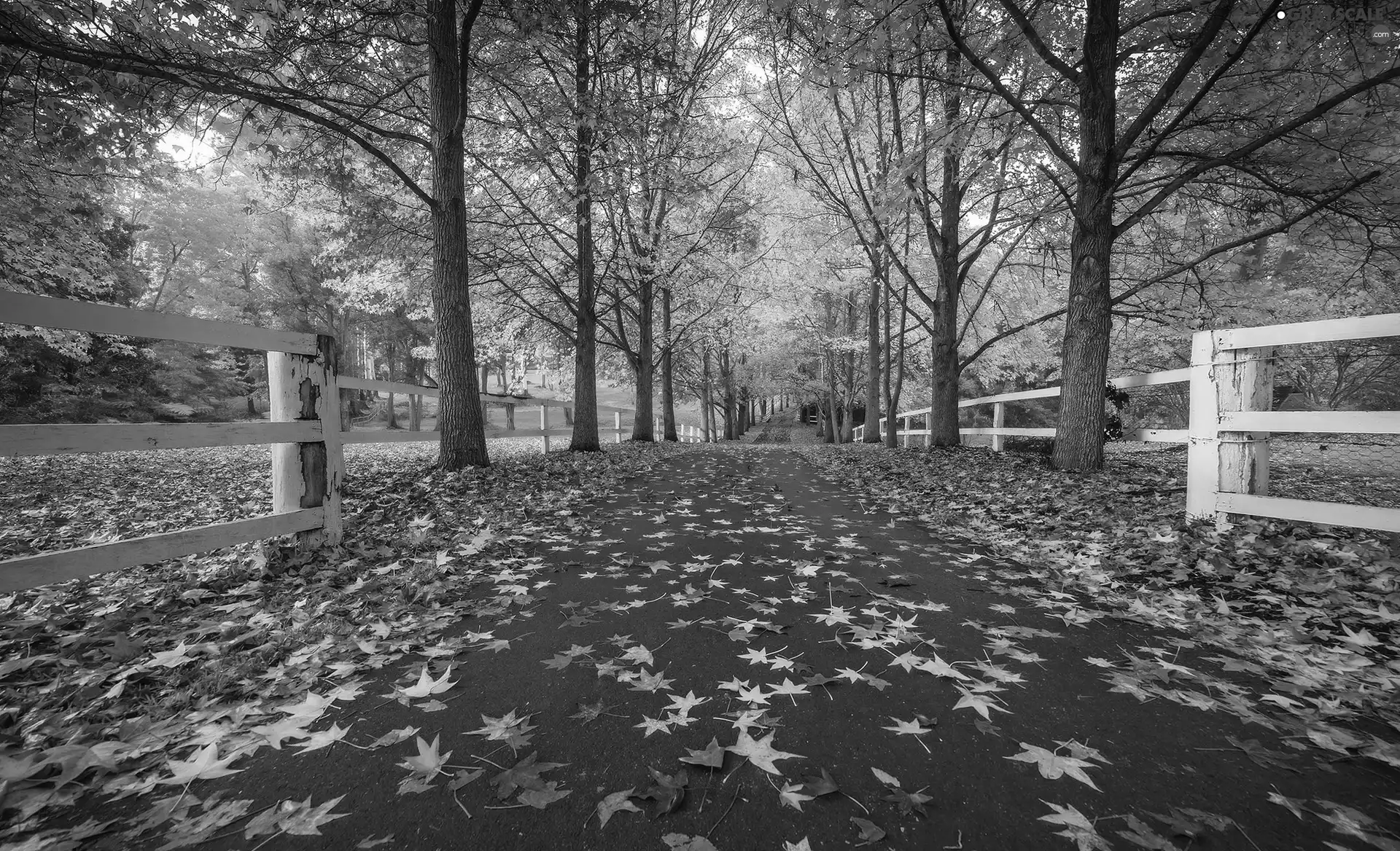 Way, trees, Leaf, viewes, Park, autumn, fence