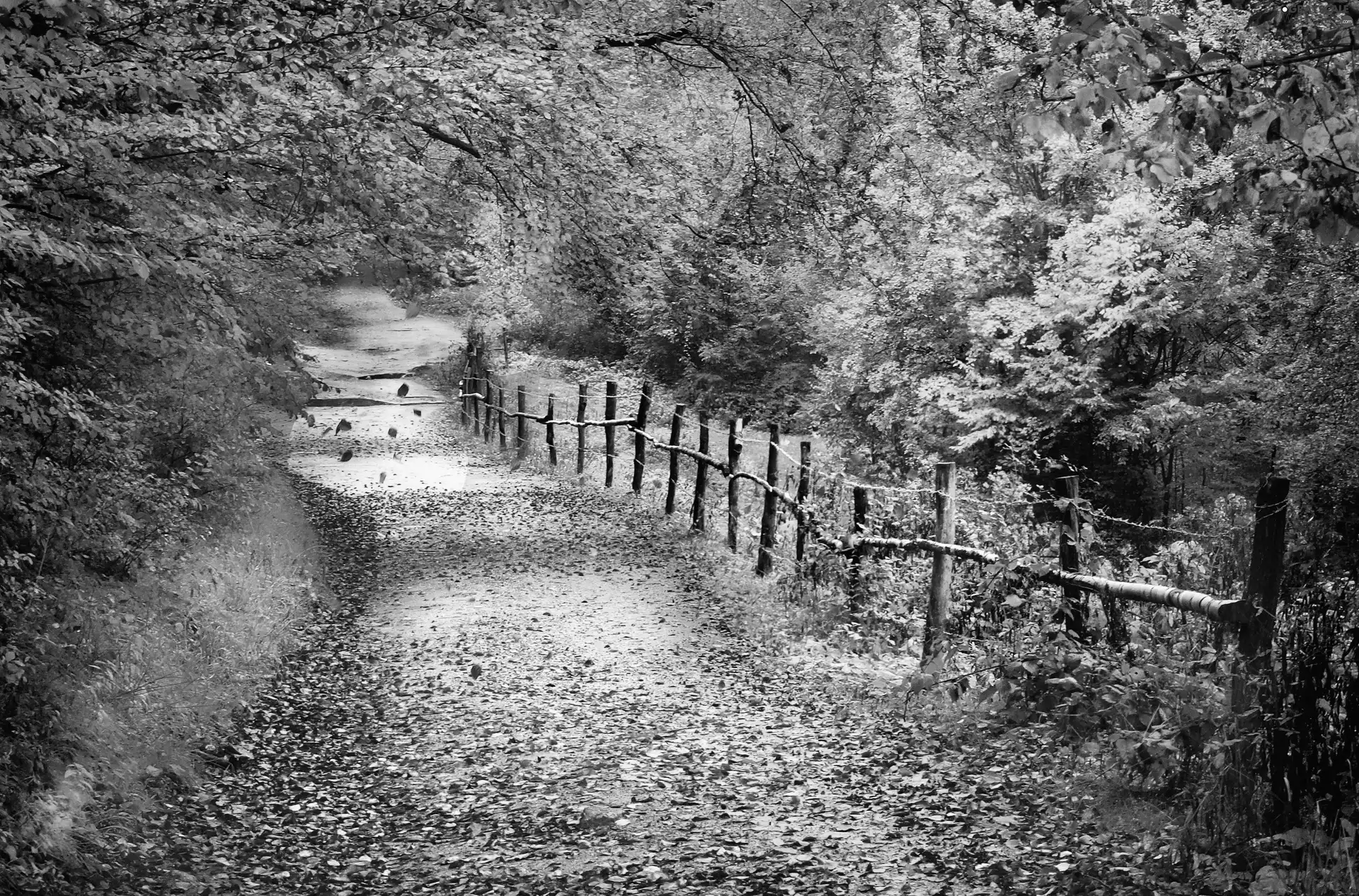 viewes, Leaf, fence, trees, Way