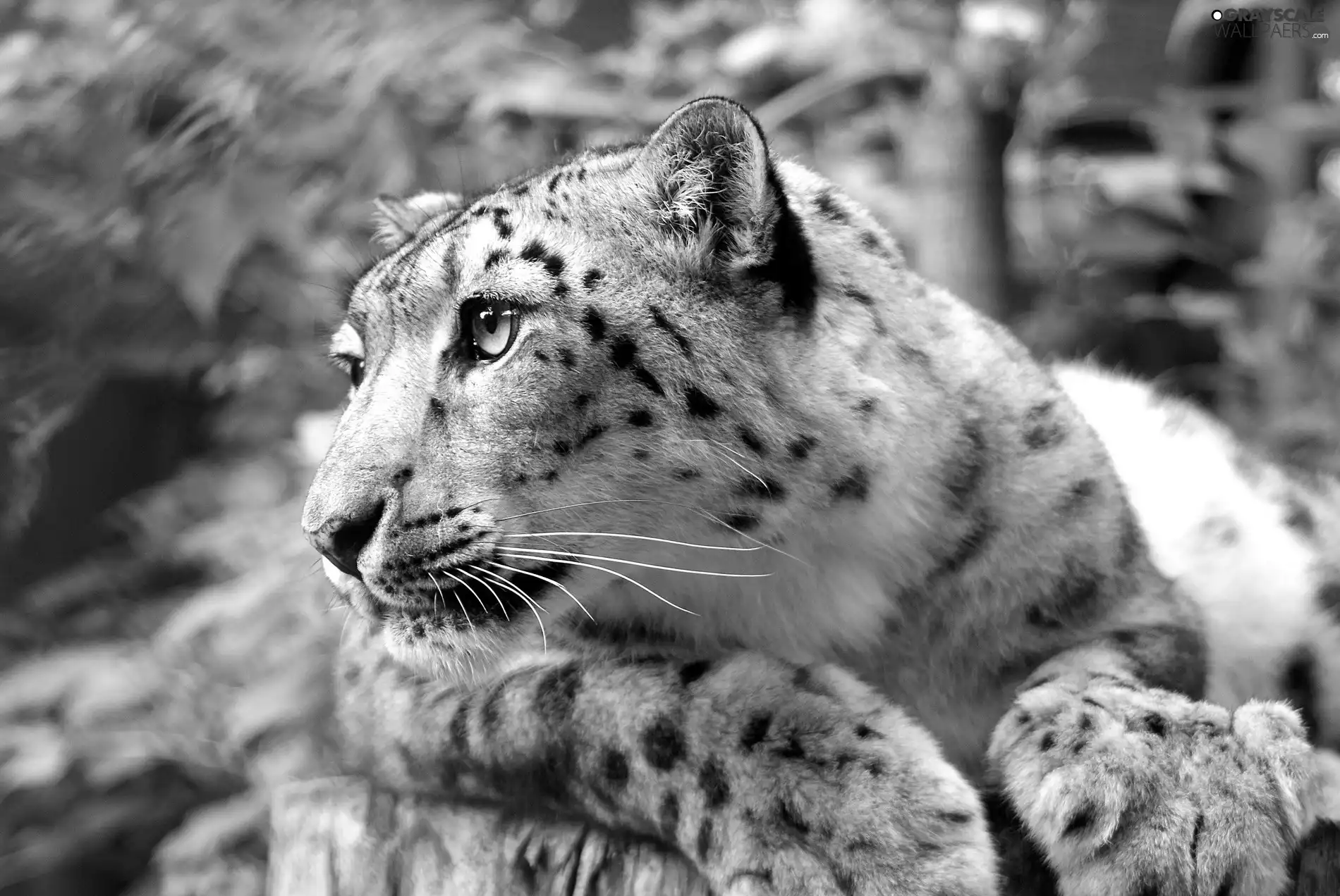 Grayscale snow leopard, trees, viewes, forest - 1900x1272