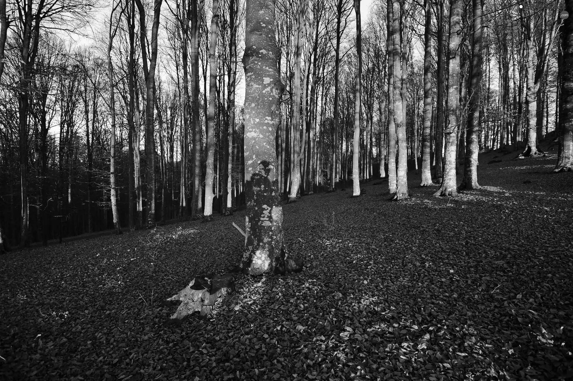 trees, forest, viewes, autumn, flash, luminosity, ligh, sun, Przebijające