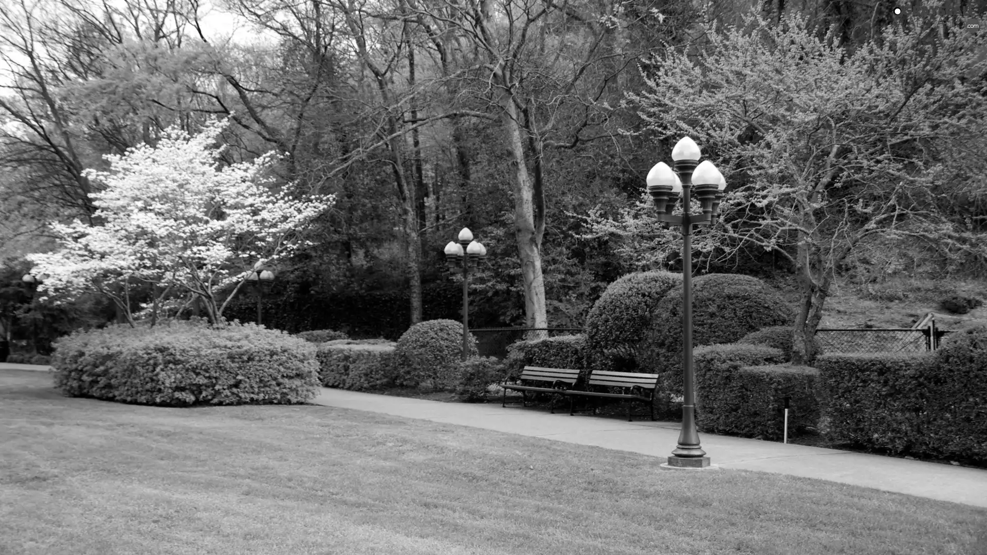 viewes, Lighthouse, flourishing, trees, Park