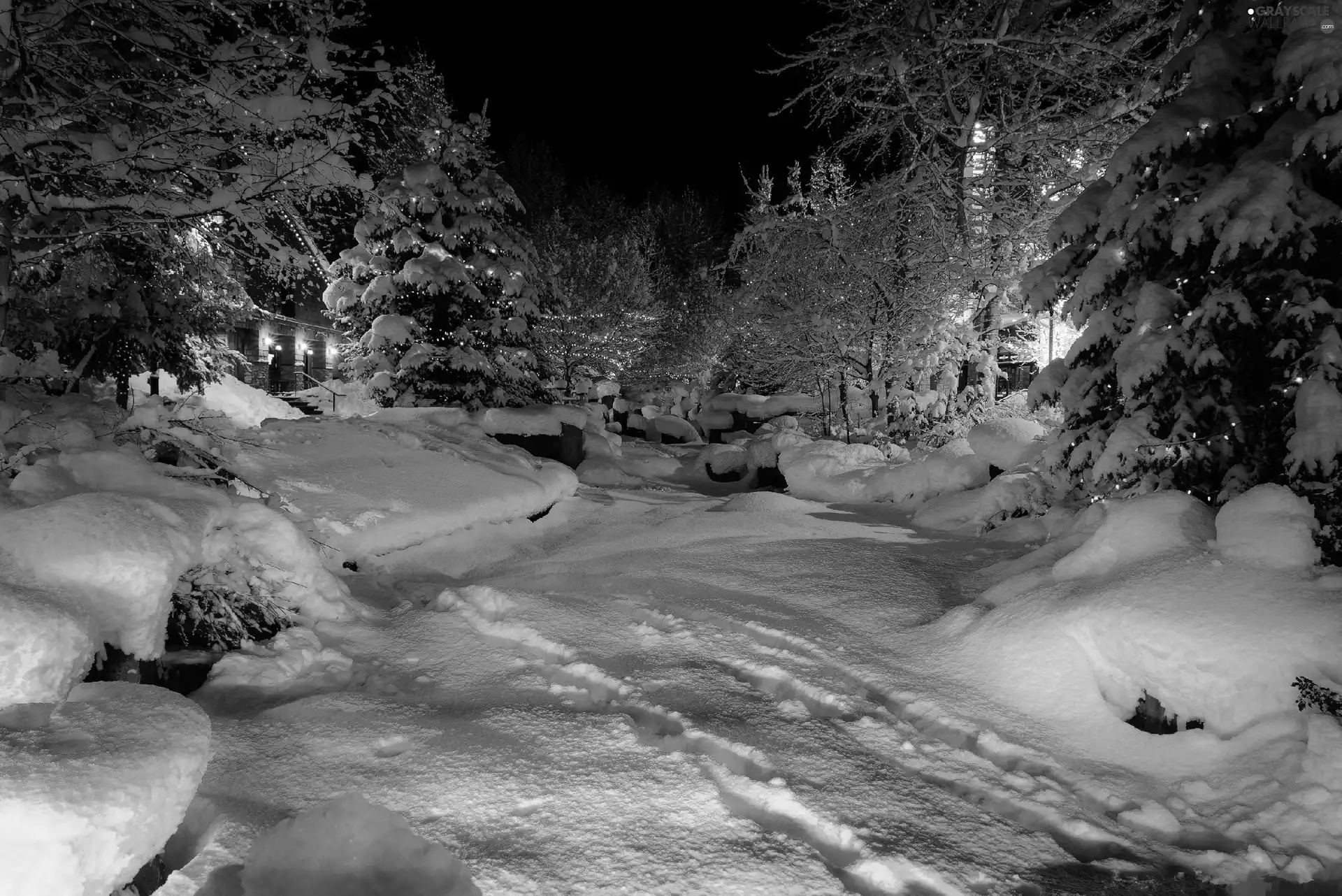 viewes, lights, snow, trees, winter