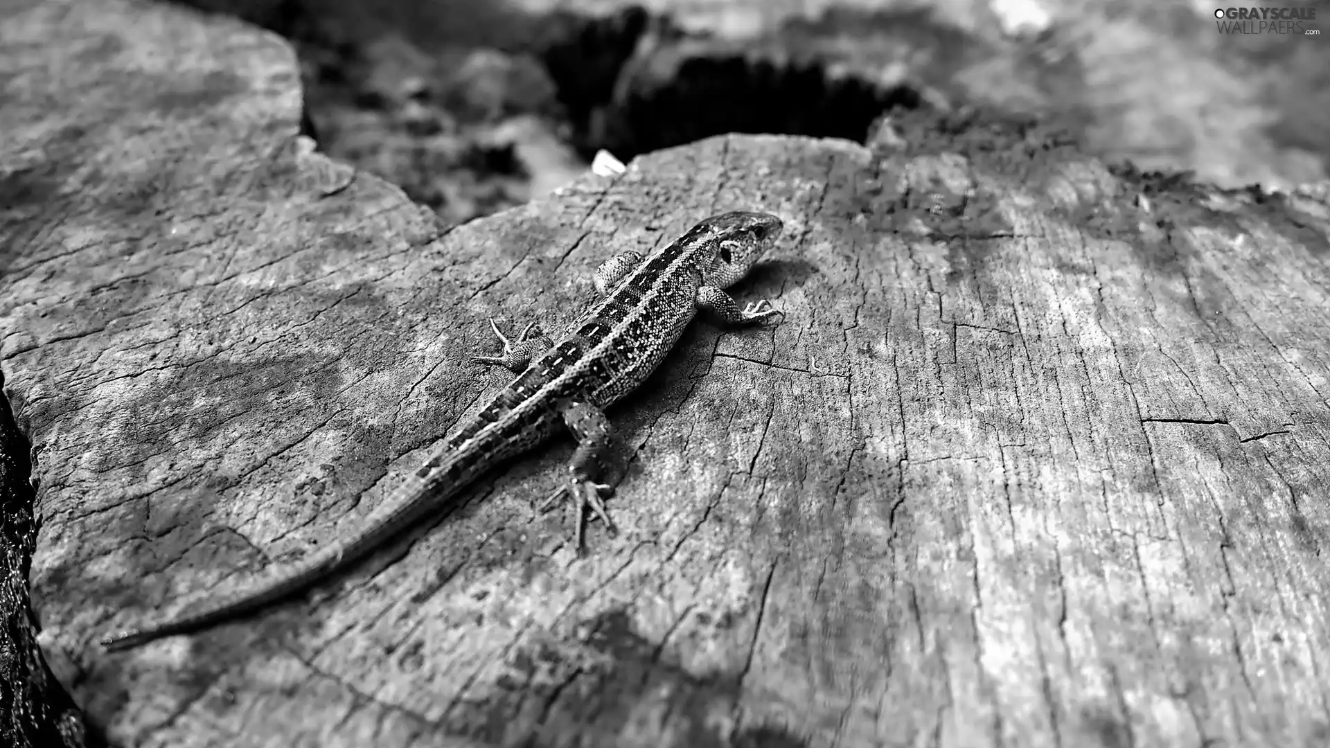 lizard, trees, viewes, trunk