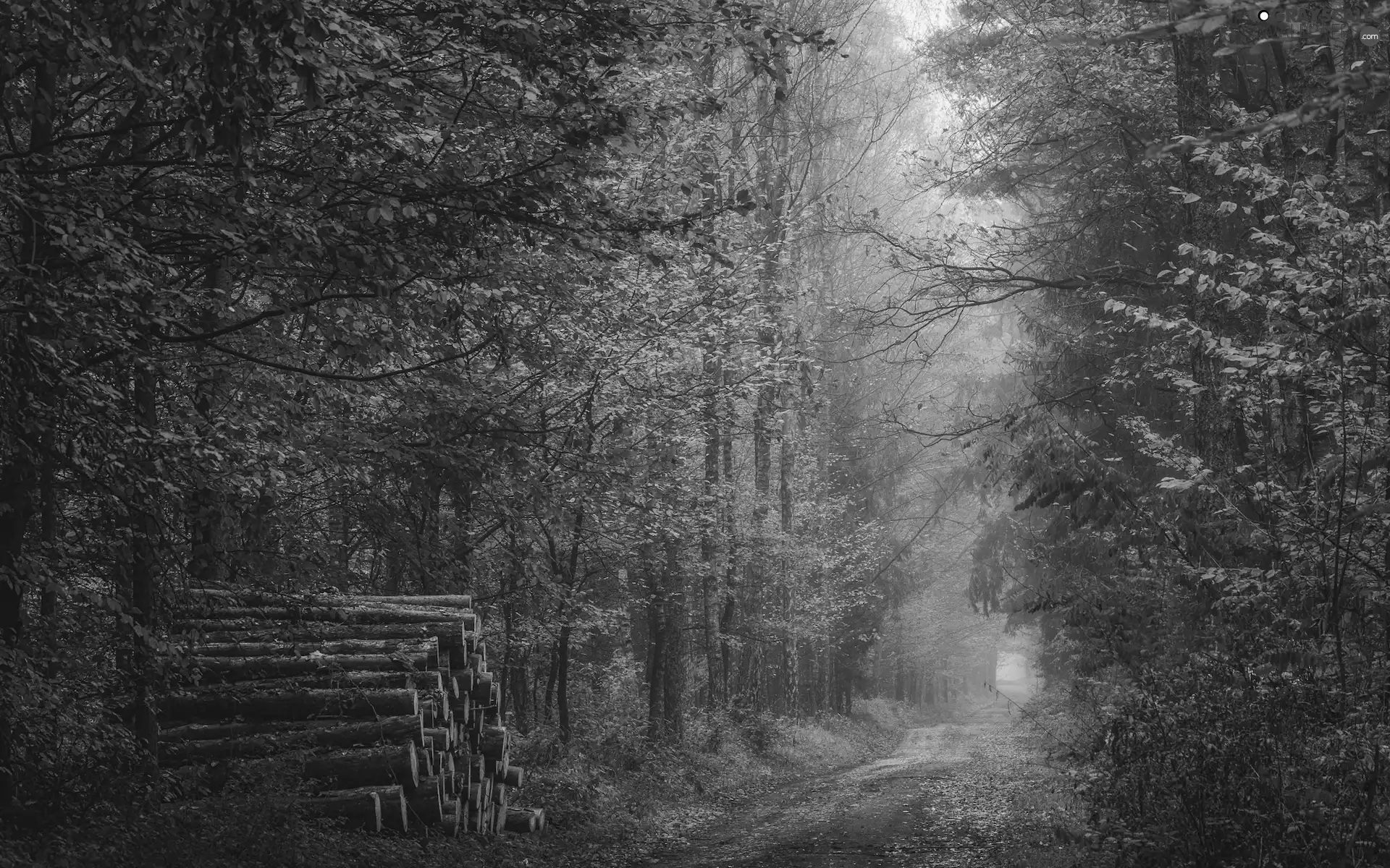 autumn, trees, Logs, viewes, forest, Way, Fog