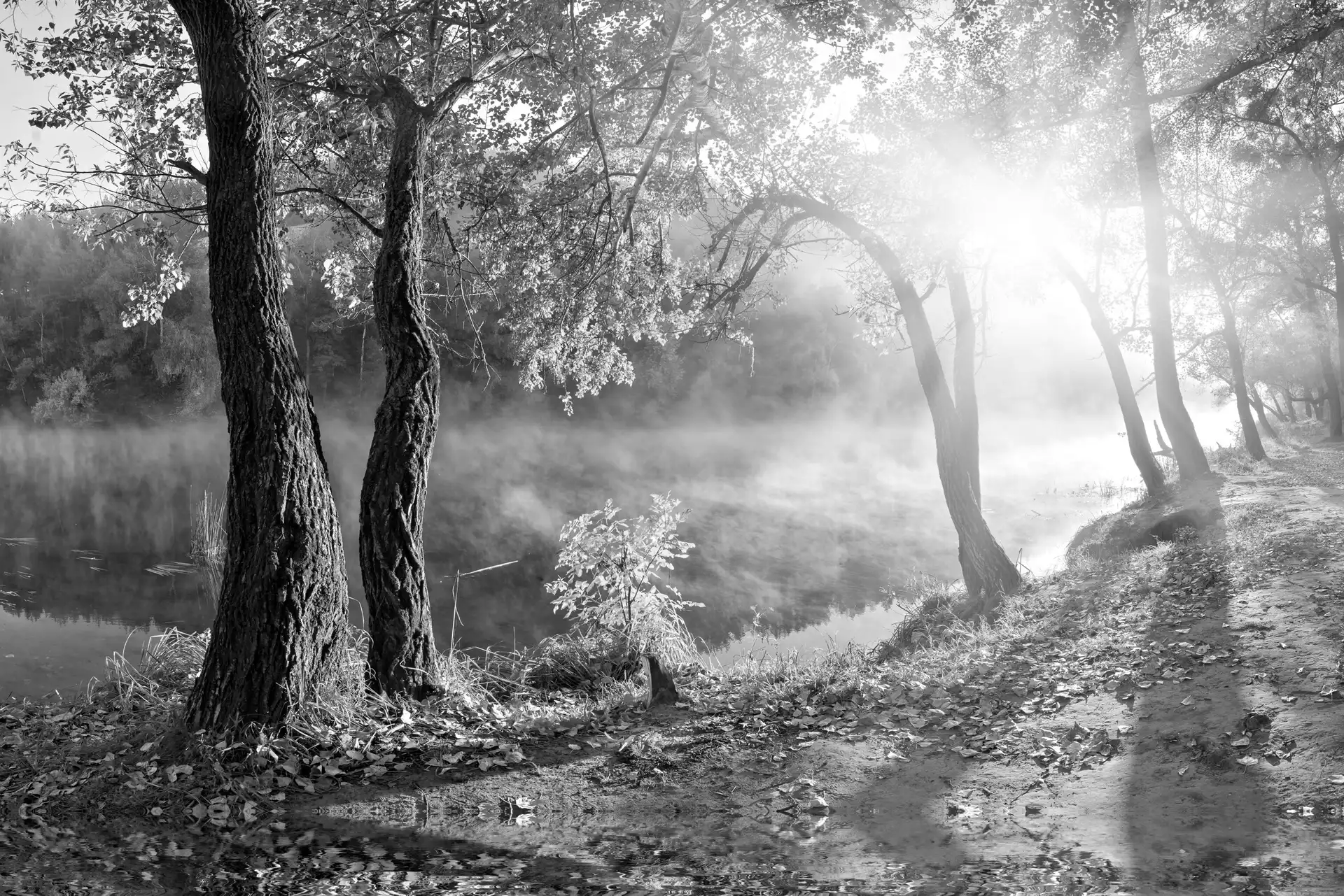 marshland, trees, viewes, Fog