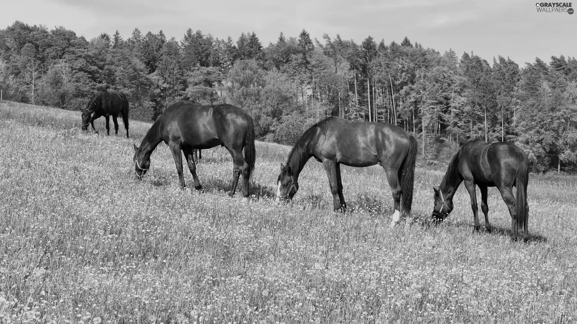 trees, viewes, Meadow, forest, bloodstock