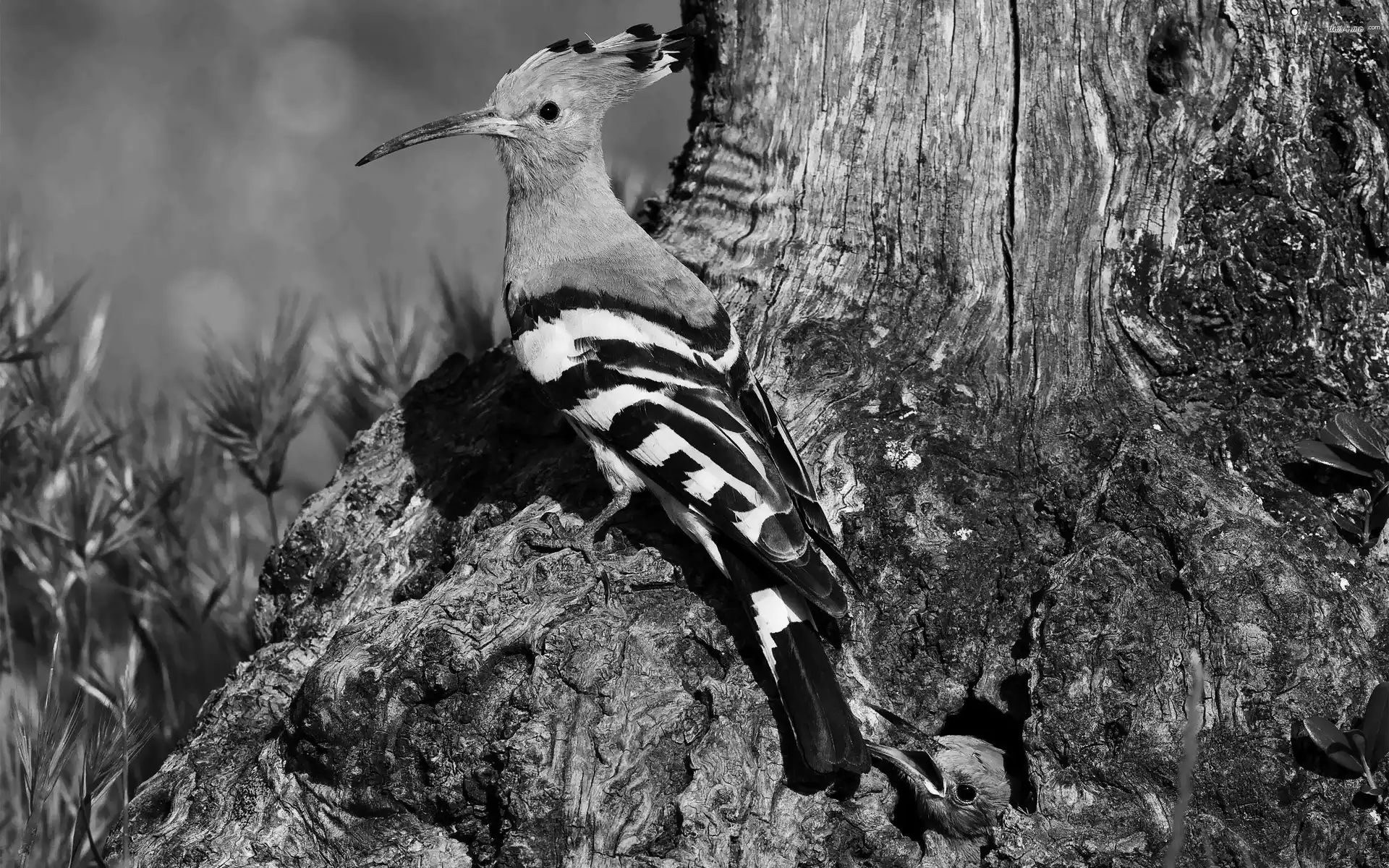 viewes, Meadow, trunk, trees, booby
