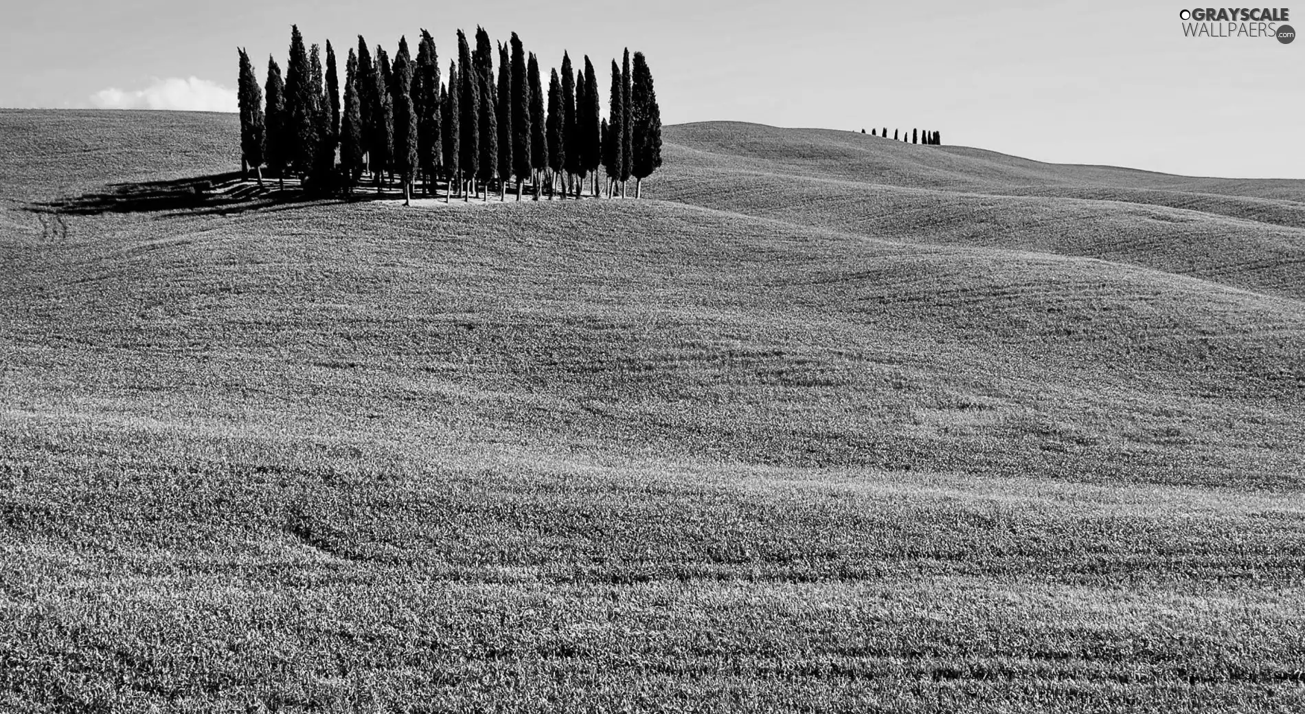 Meadow, trees, viewes, Field