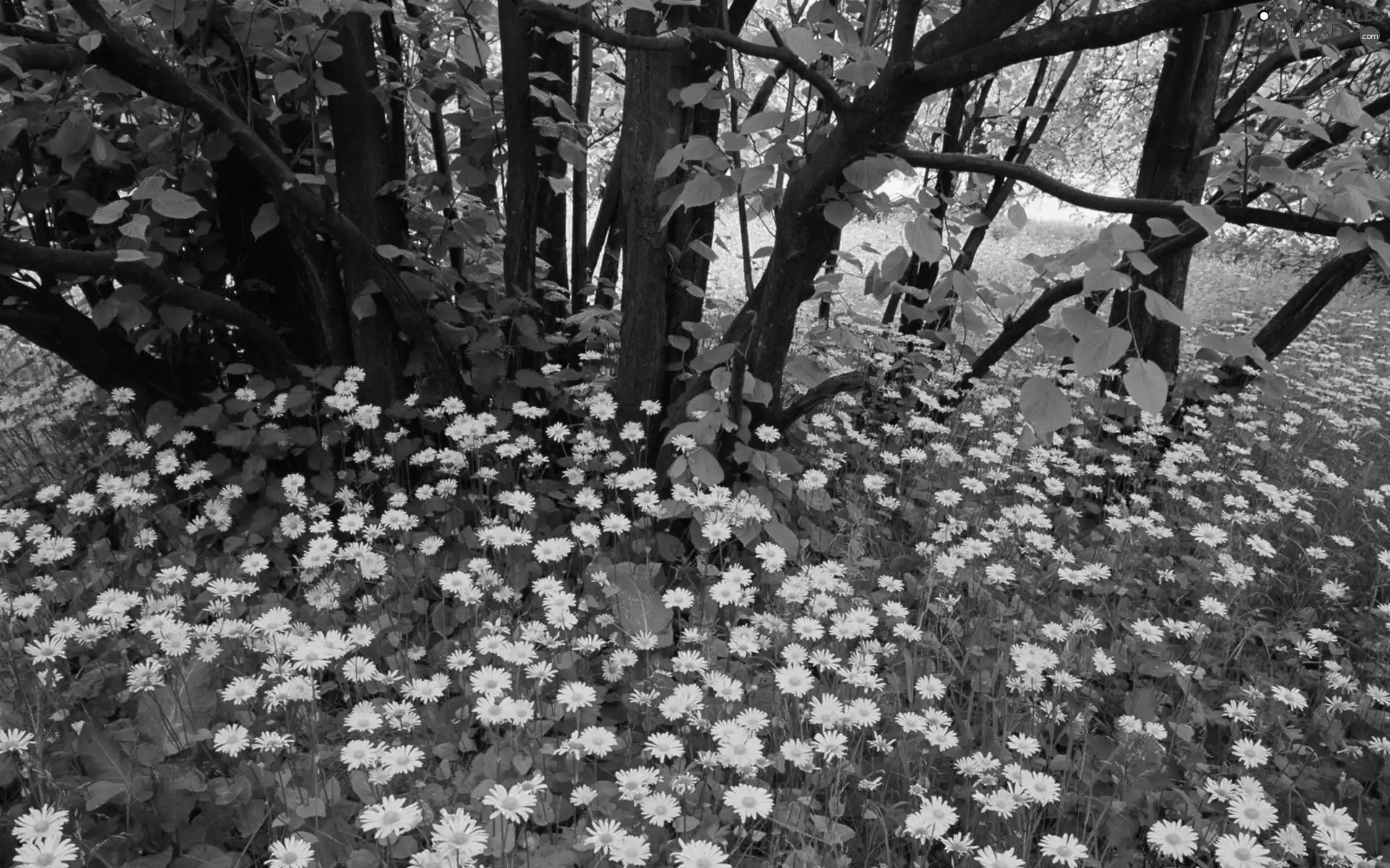 Meadow, trees, viewes, Flowers