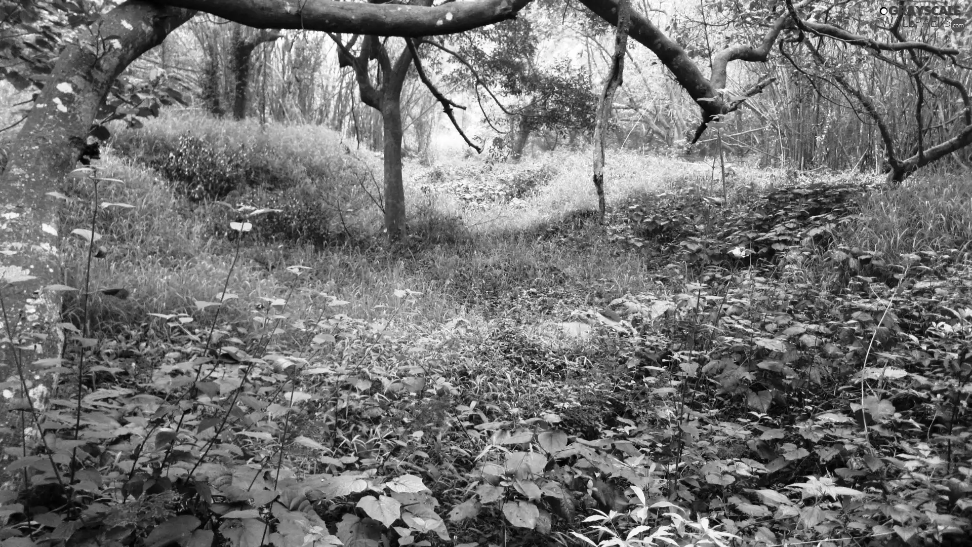 Meadow, trees, viewes, Flowers