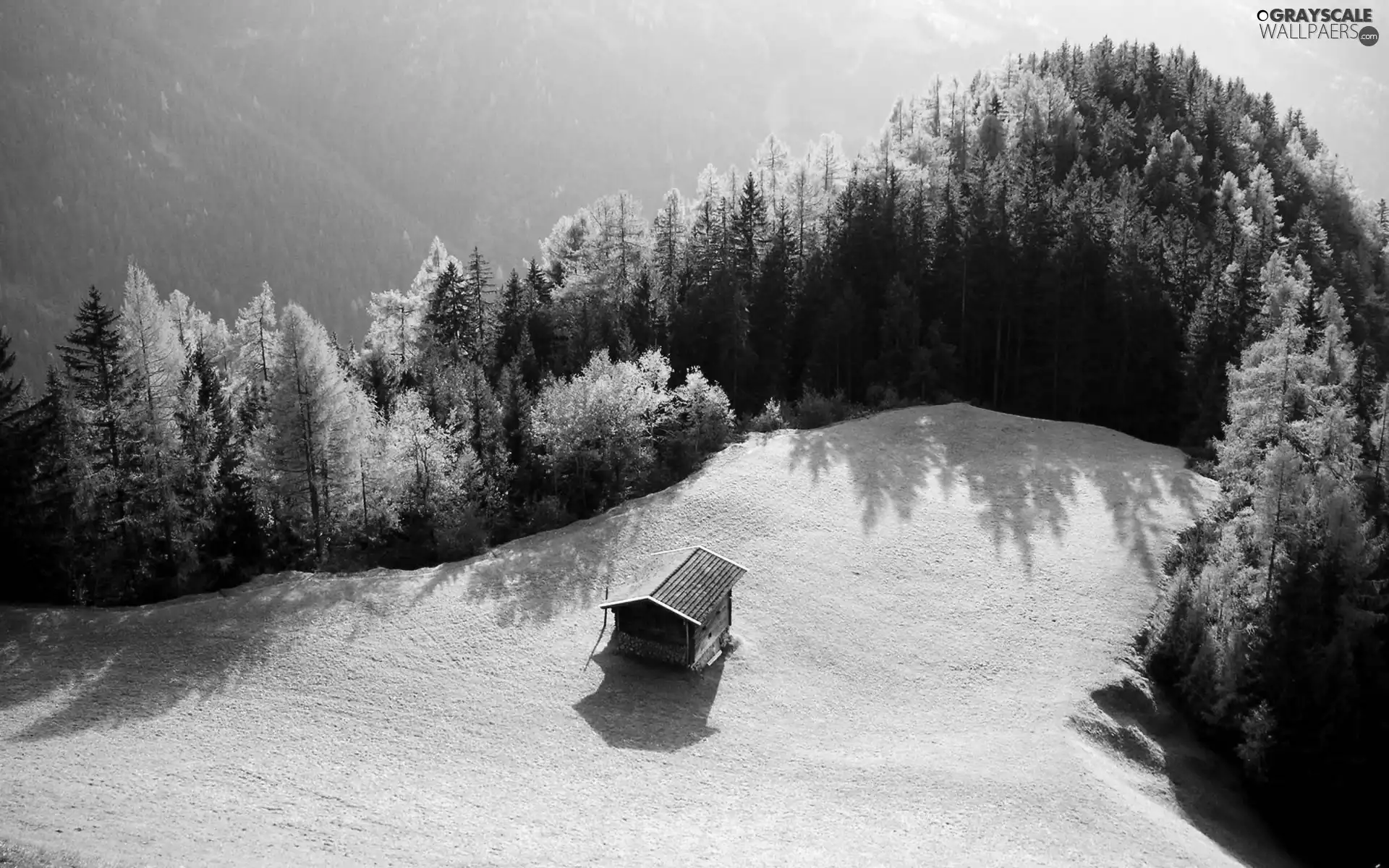 Meadow, trees, viewes, Home