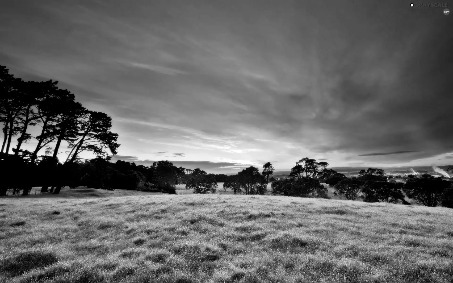 viewes, Meadow, sun, trees, west