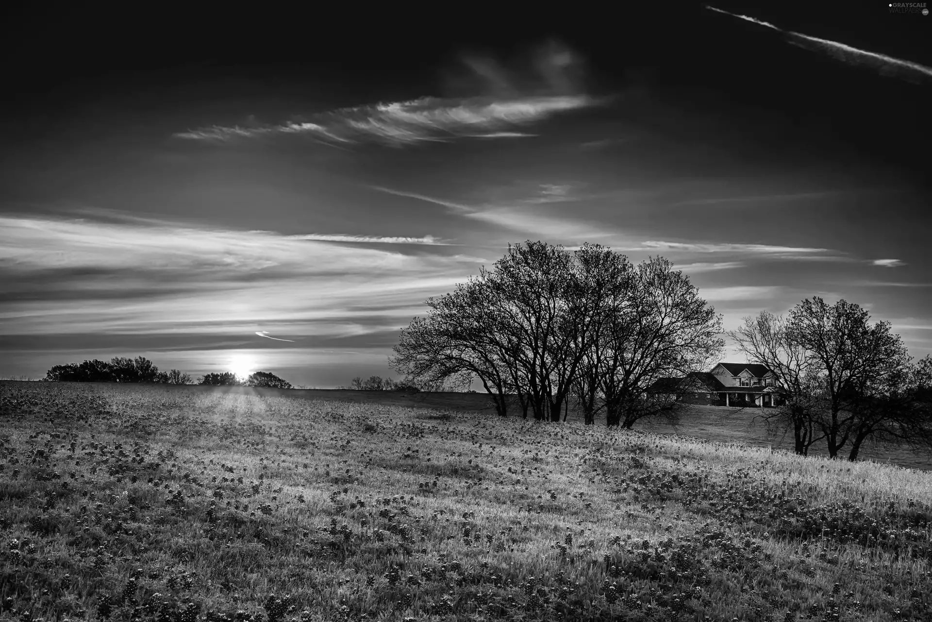 sun, trees, medows, Texas, Muscari, farm, viewes, USA, Spring, east