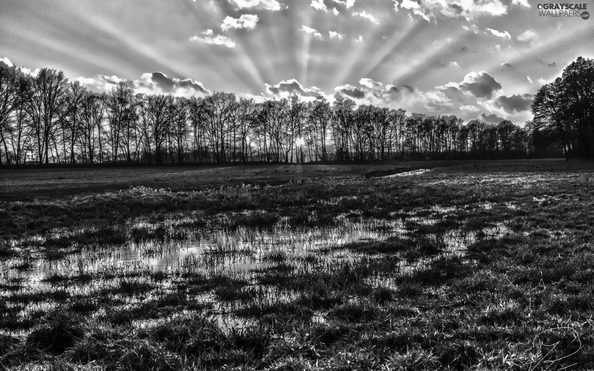 rays, west, viewes, medows, trees, sun