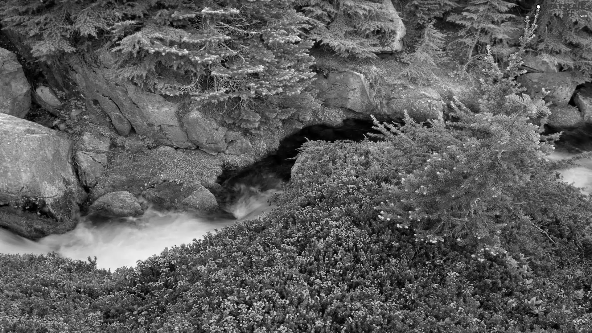 trees, mountainous, Flowers, rocks, stream, viewes, mosses