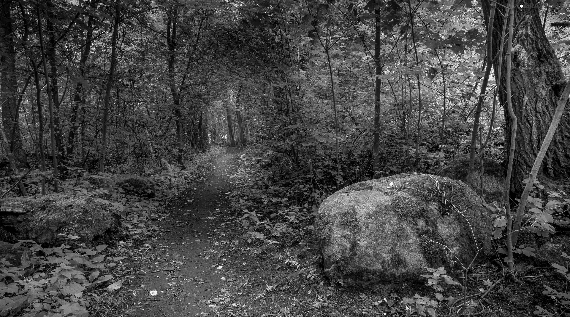 Path, trees, mossy, viewes, forest, Plants, Stone