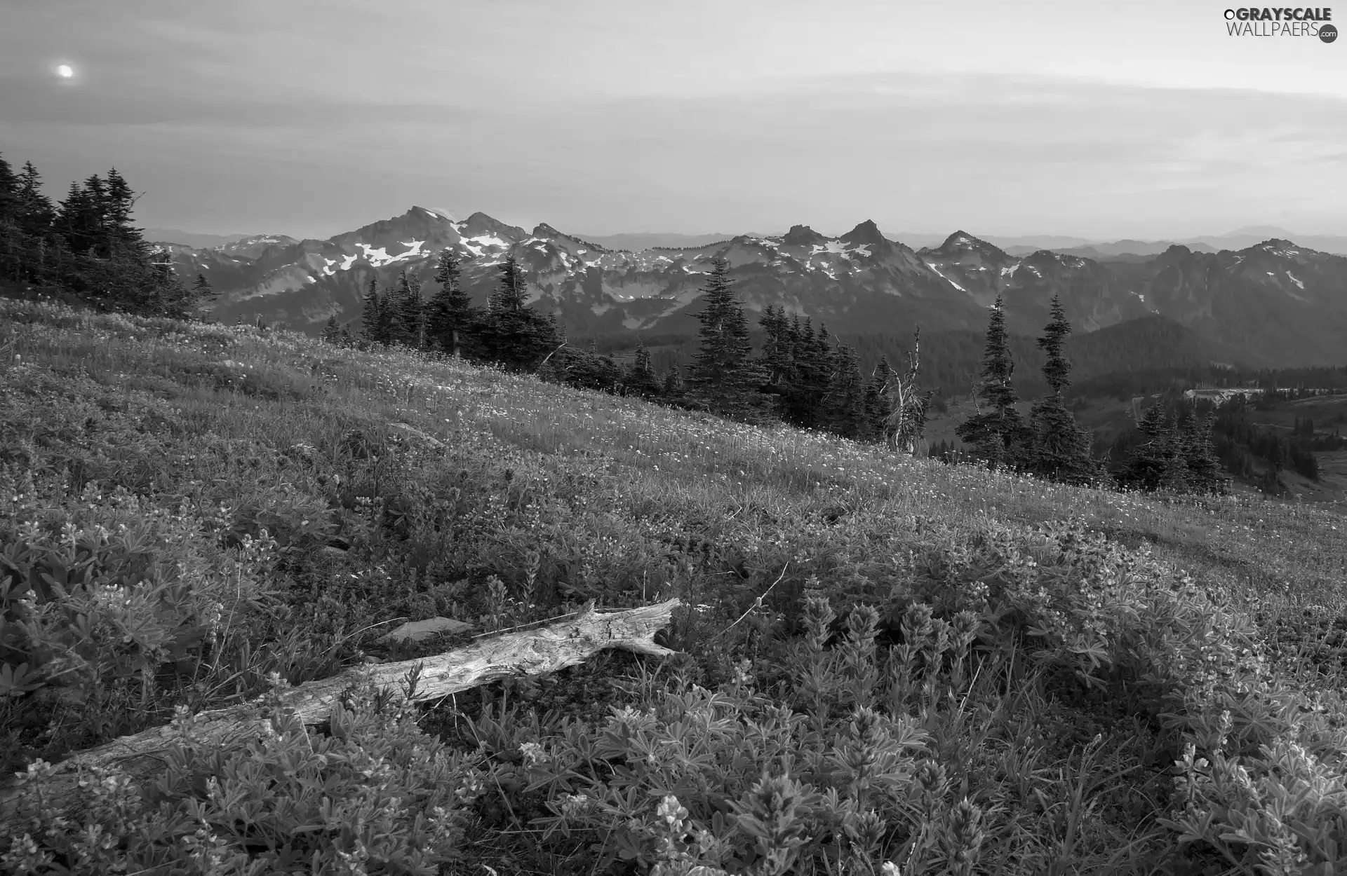 viewes, Mountains, Meadow, trees, Floral