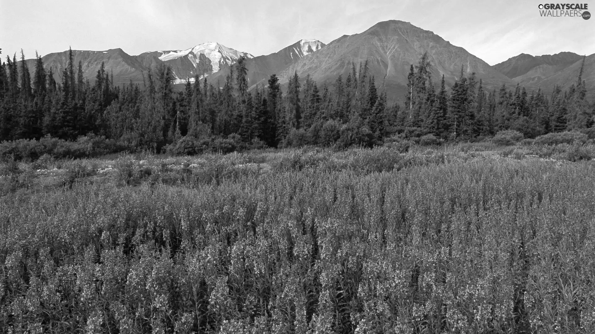 viewes, Mountains, Meadow, trees, Flowers