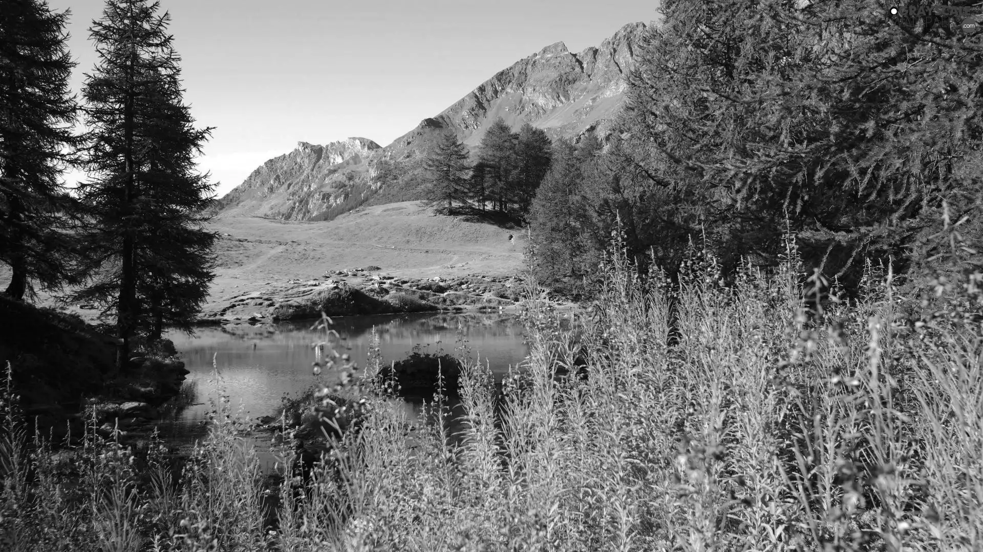 viewes, Mountains, Flowers, trees, lake