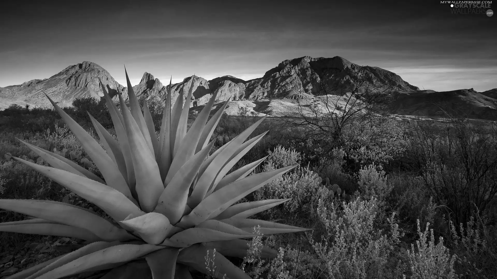 Mountains, trees, viewes, Cactus