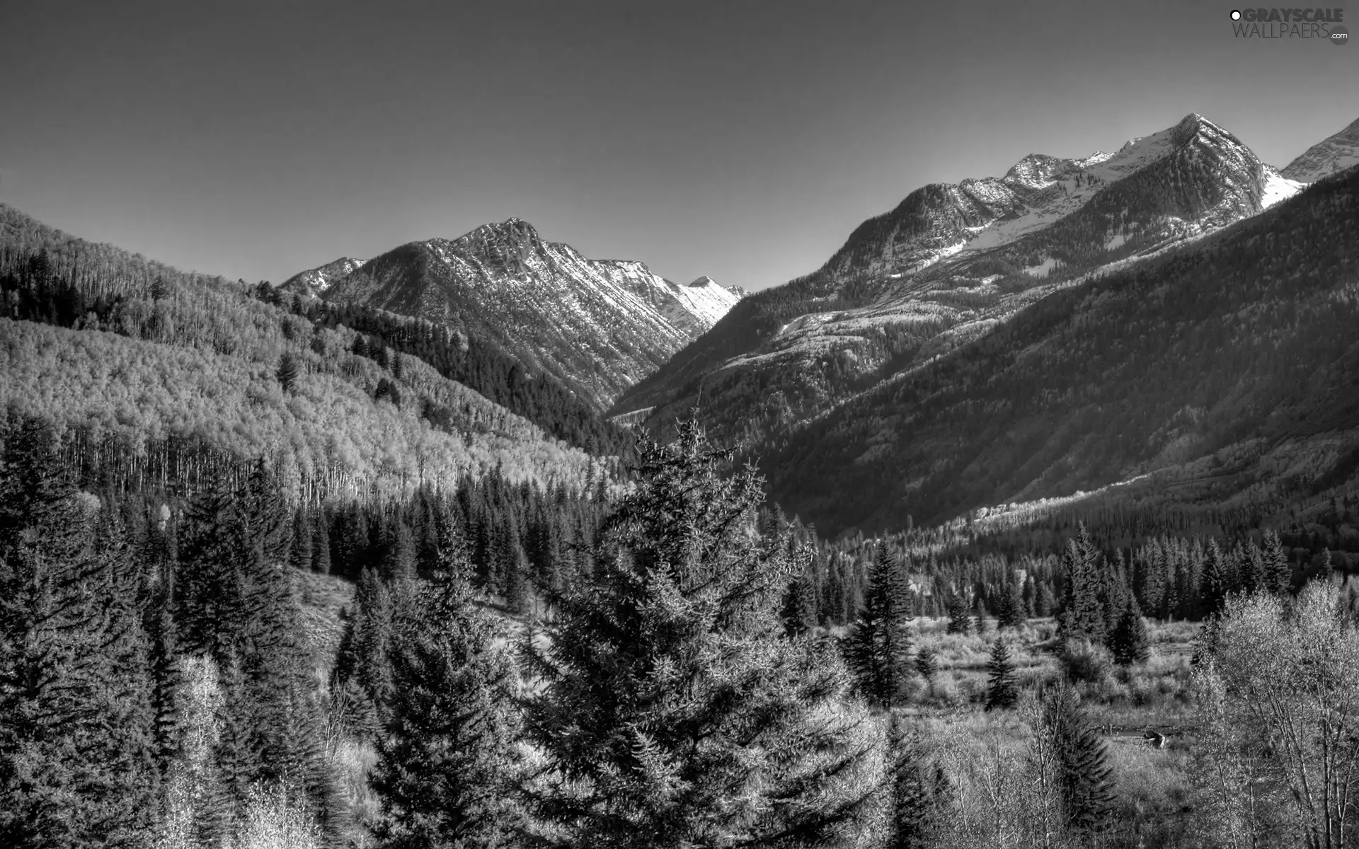 Mountains, trees, viewes, forest