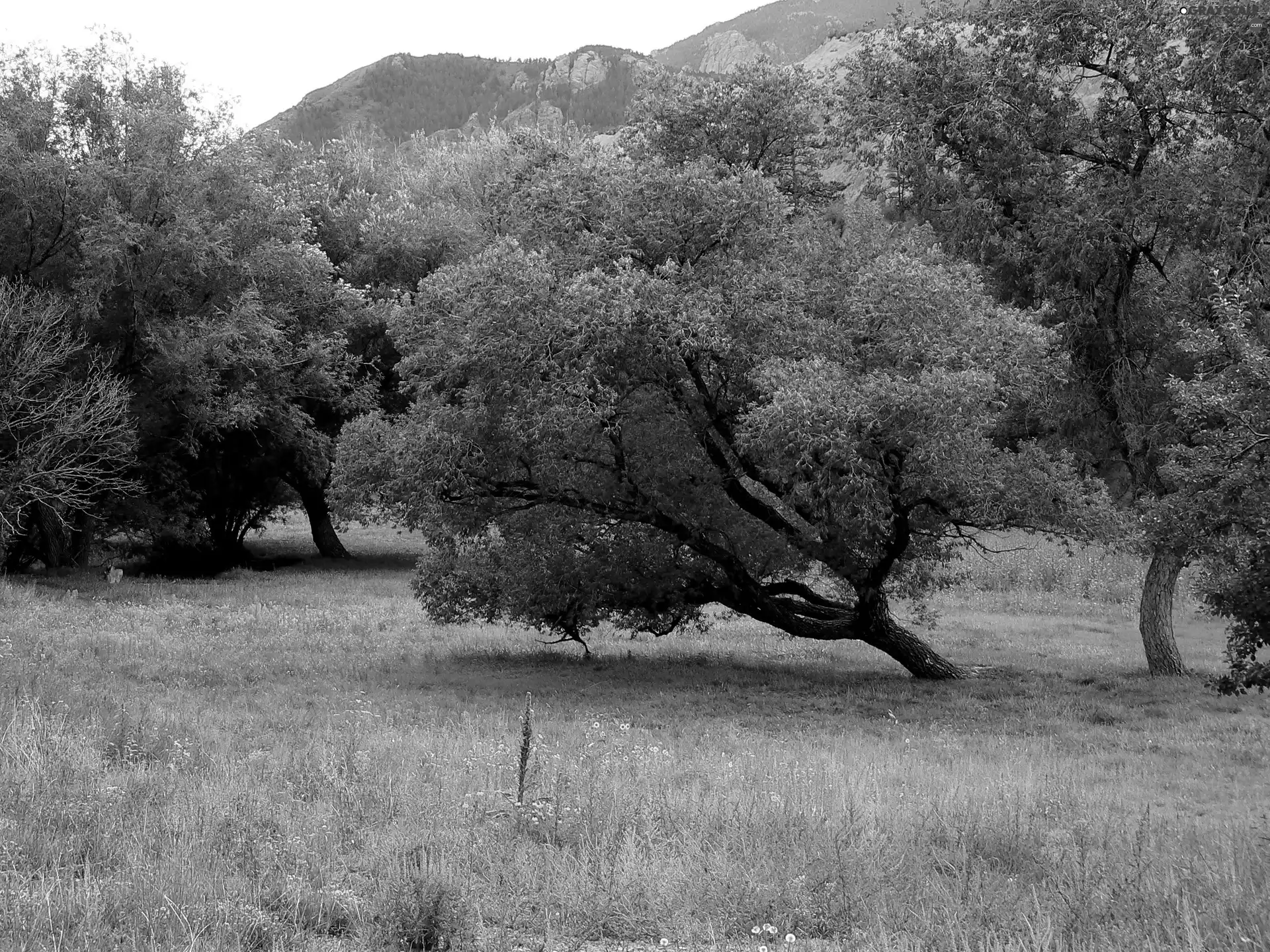 Mountains, trees, viewes, Meadow