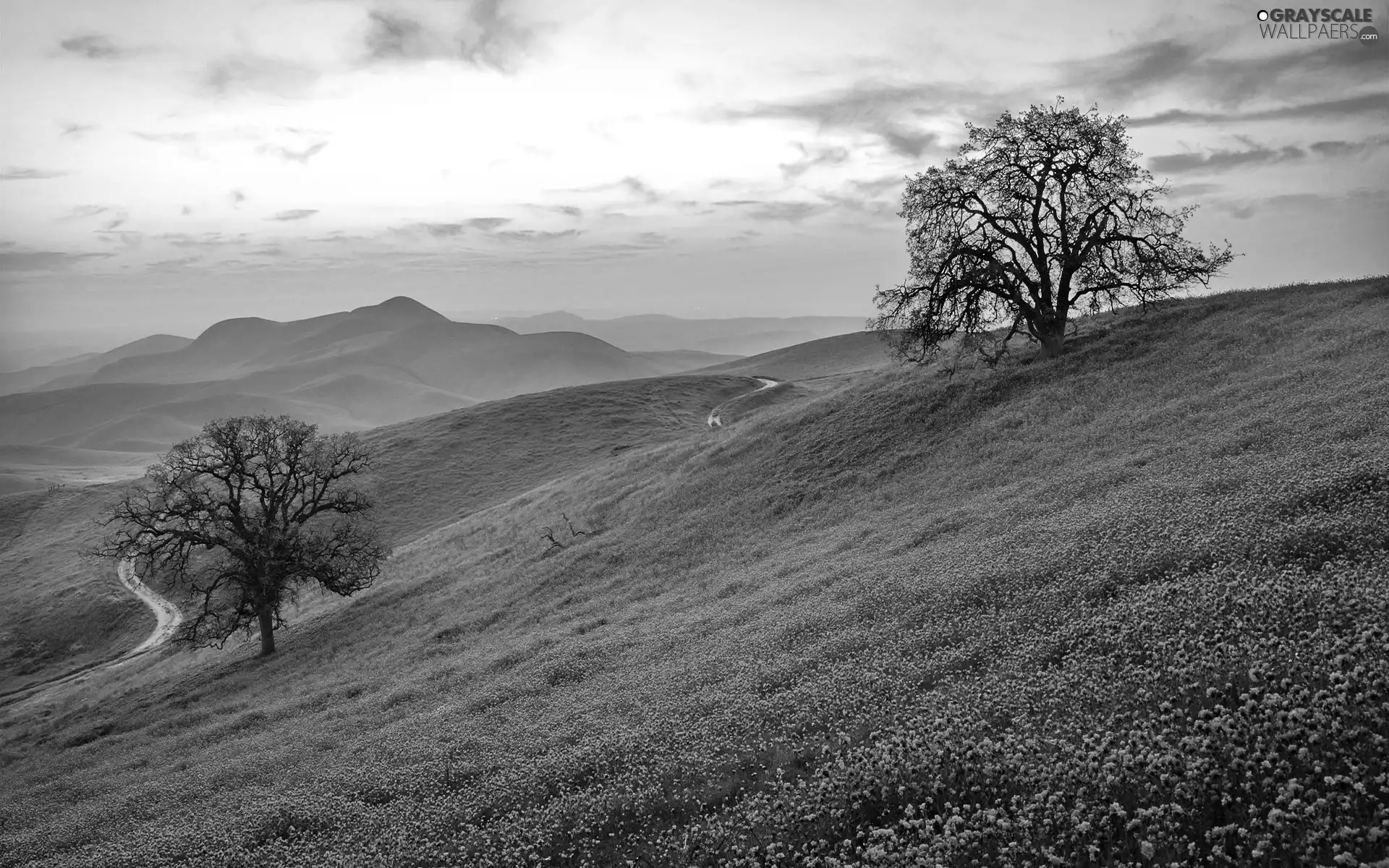 Mountains, trees, viewes, Meadow