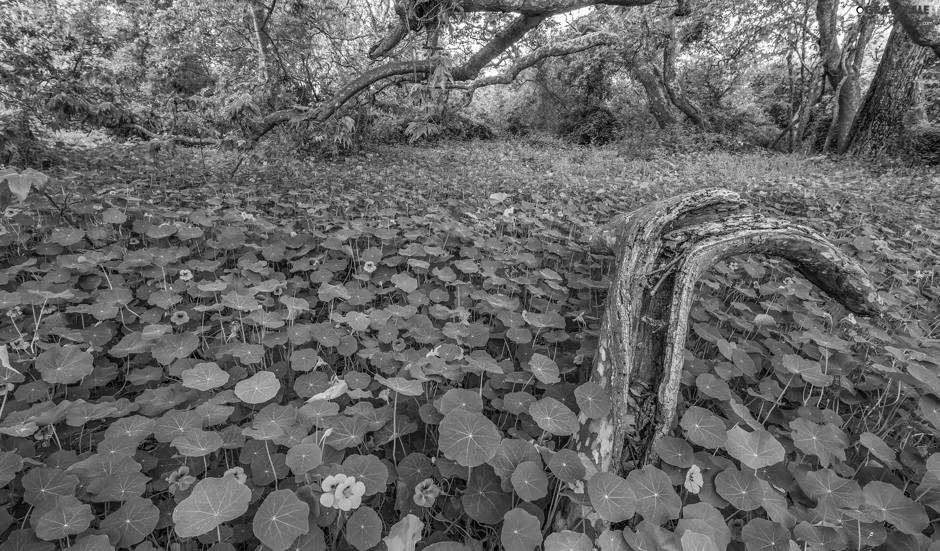 Leaf, Flowers, trees, viewes, forest, nasturtiums