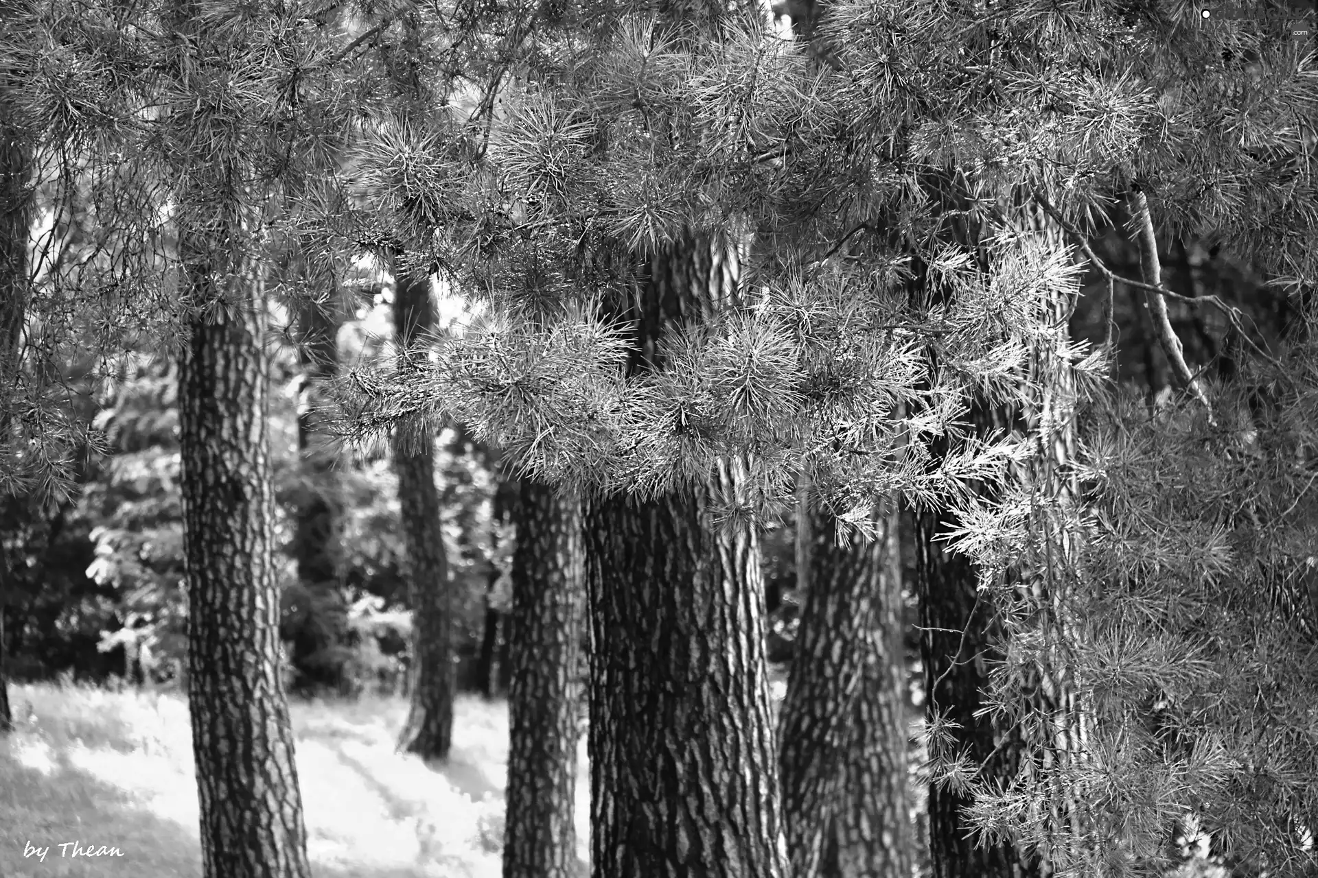 viewes, needle, pine, trees, grove